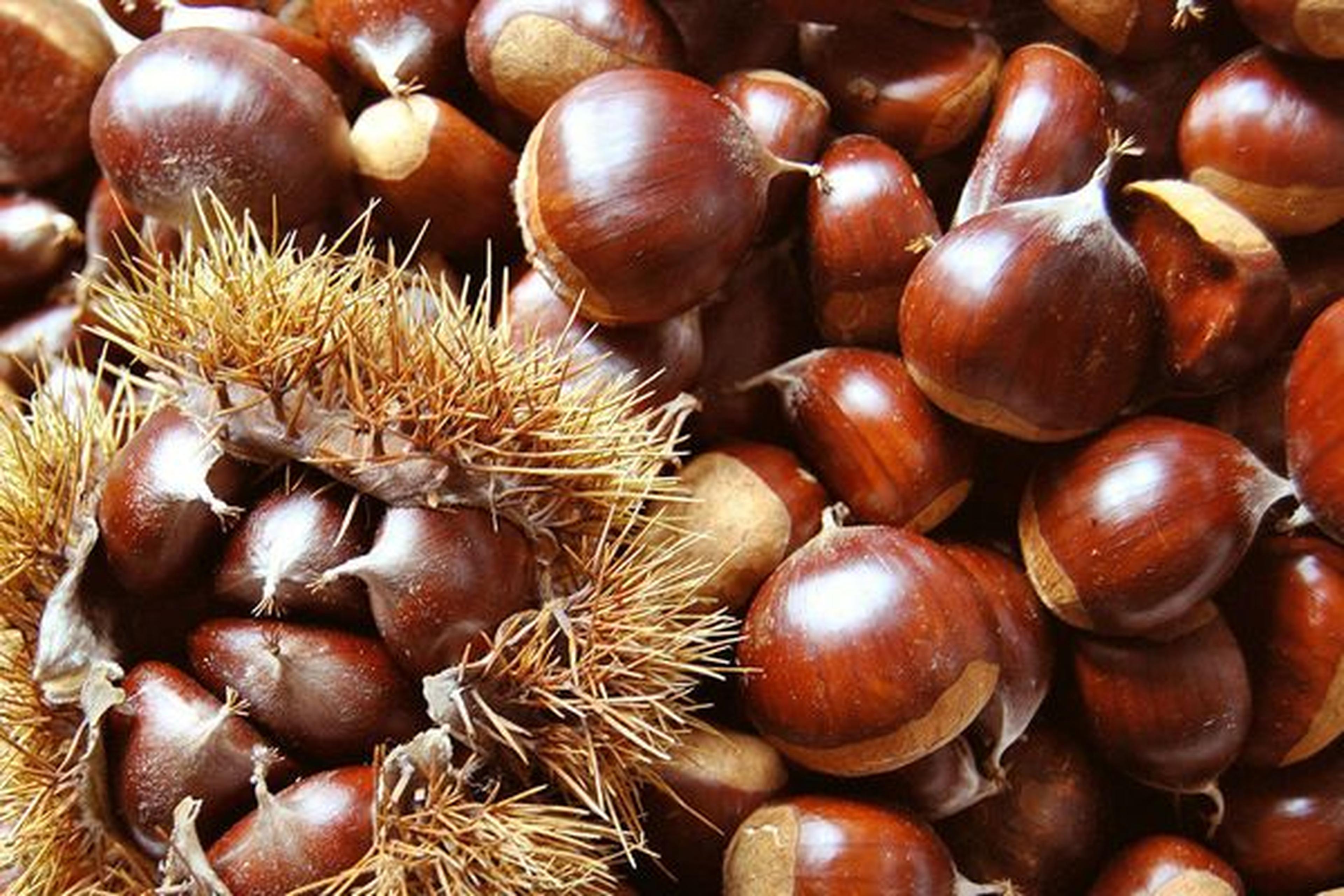 Eine Nahaufnahme von glänzenden braunen Kastanien mit einer teilweise geöffneten stacheligen Schale auf der linken Seite, die den Blick auf die Nüsse im Inneren freigibt.