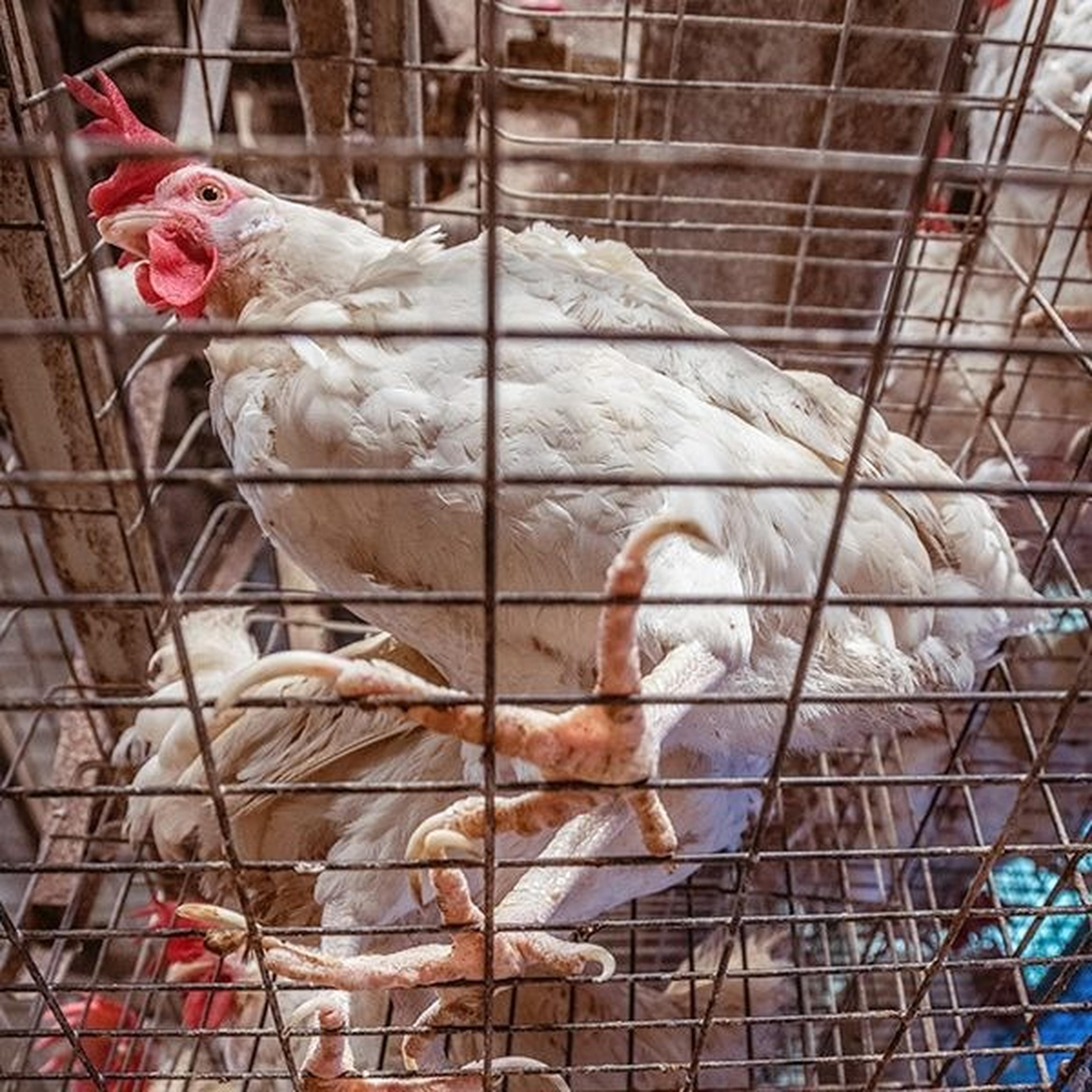 Hühner in einem engen Drahtkäfig einer Massentierhaltung.