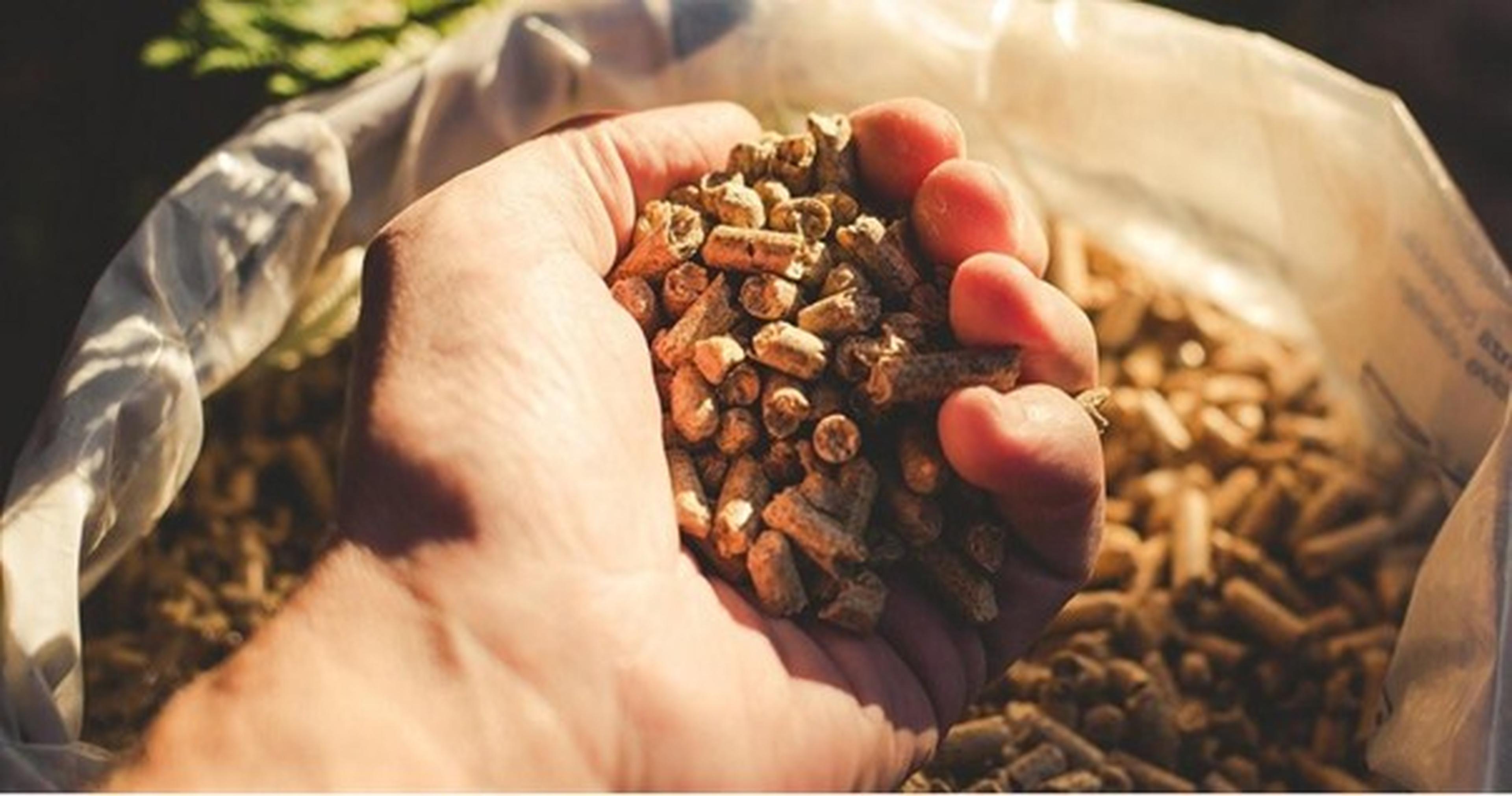 Eine Hand hält eine Menge Holzpellets, die zur Befüllung einer Holzpelletheizung verwendet werden.