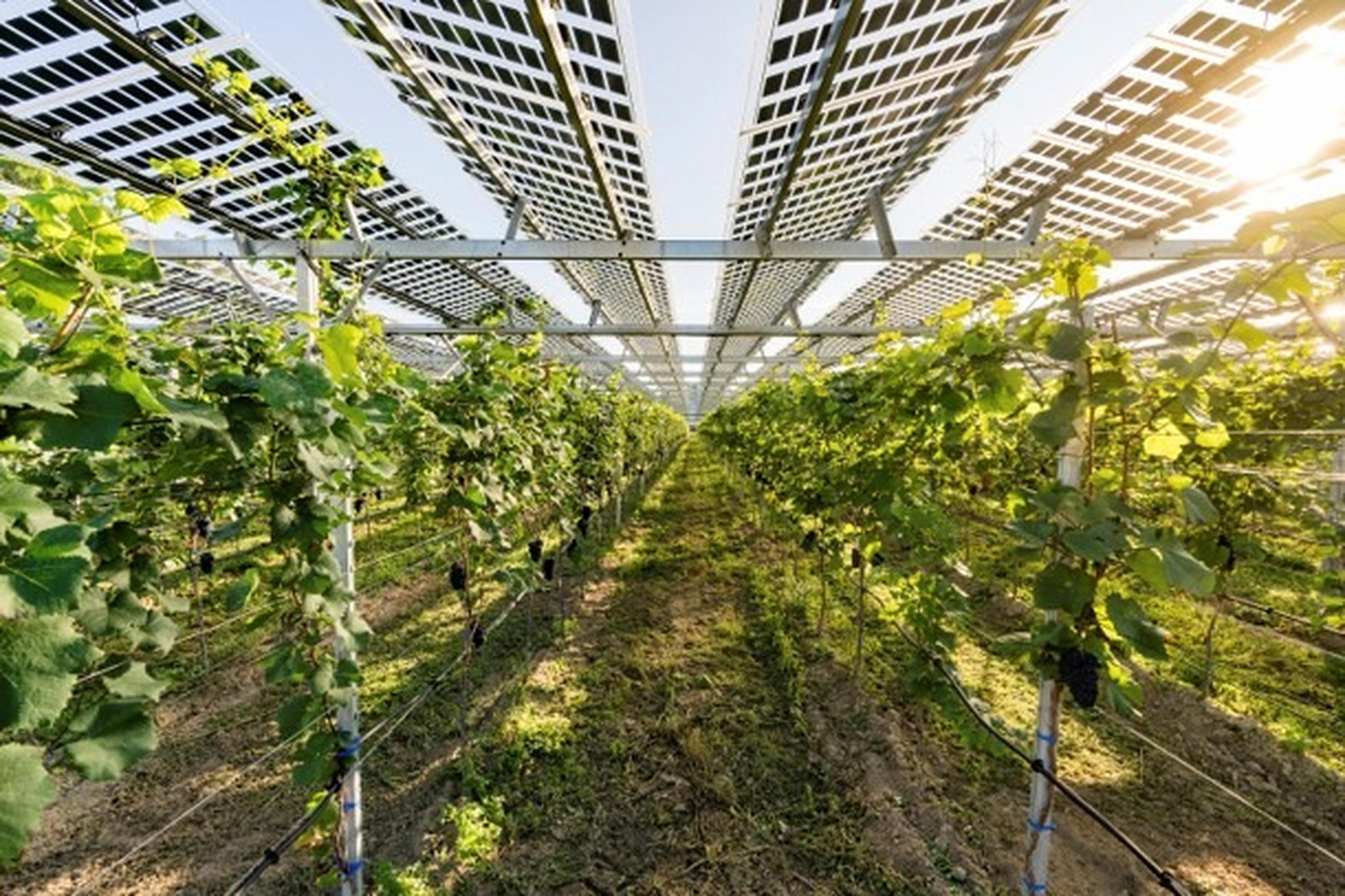 Photovoltaik-Module über Weinreben bei Sonnenschein