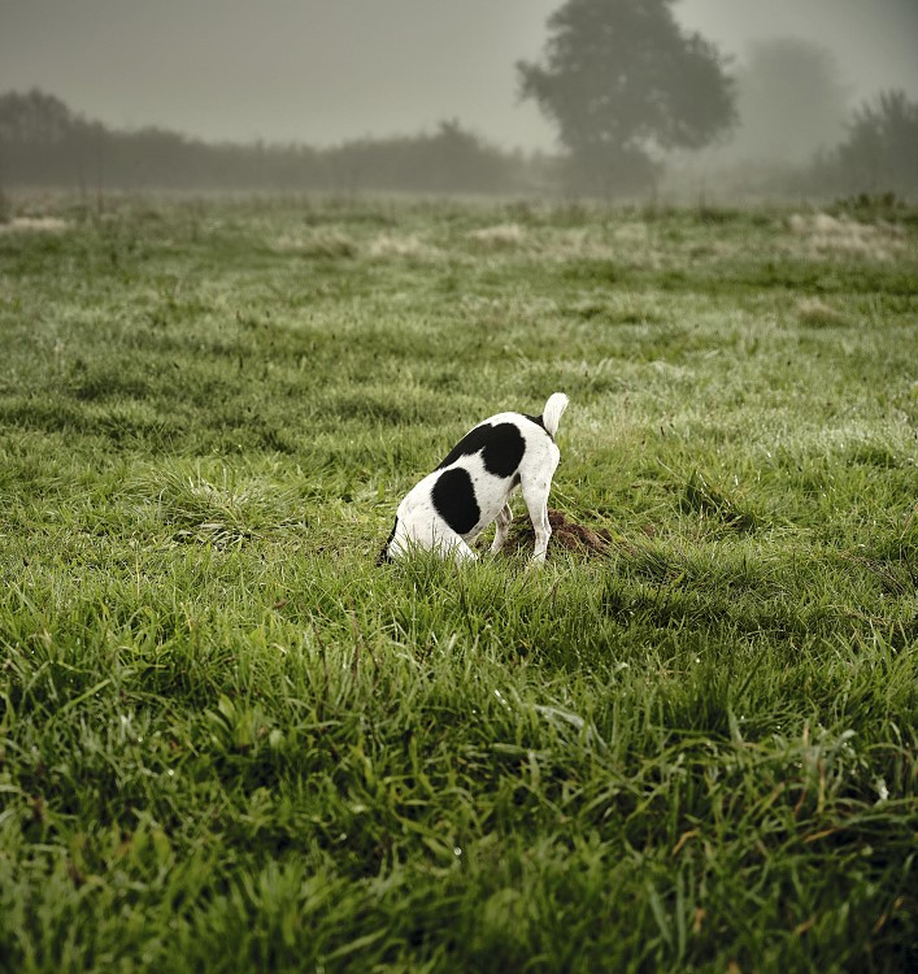 Hund steckt den Kopf in ein Erdloch auf einer grünen Wiese