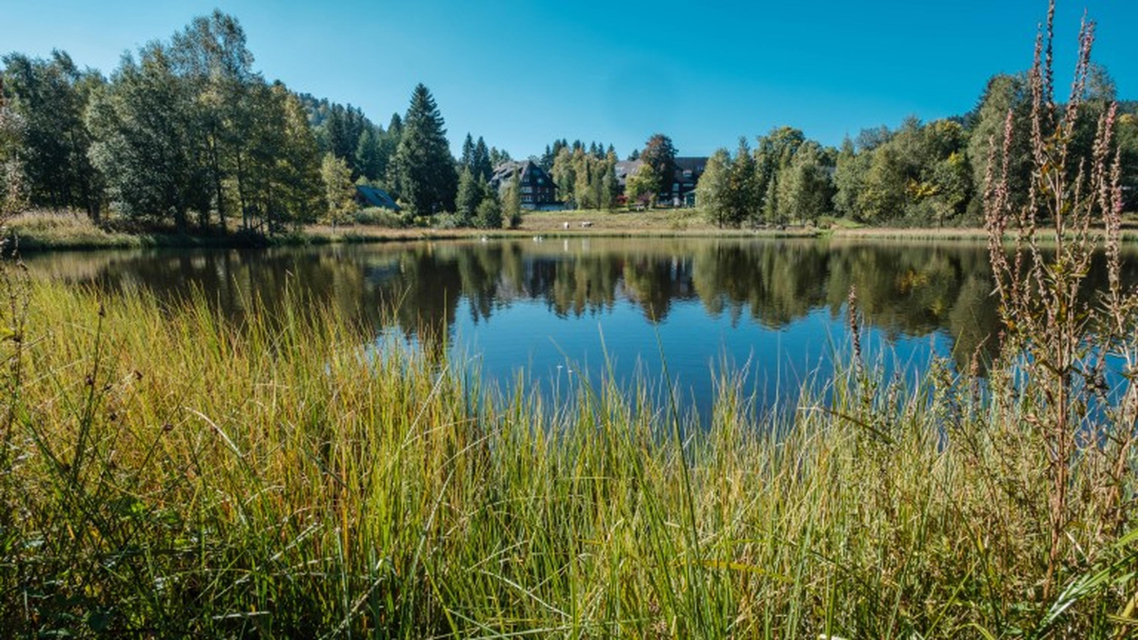 Der Adlerweiher in Hinterzarten