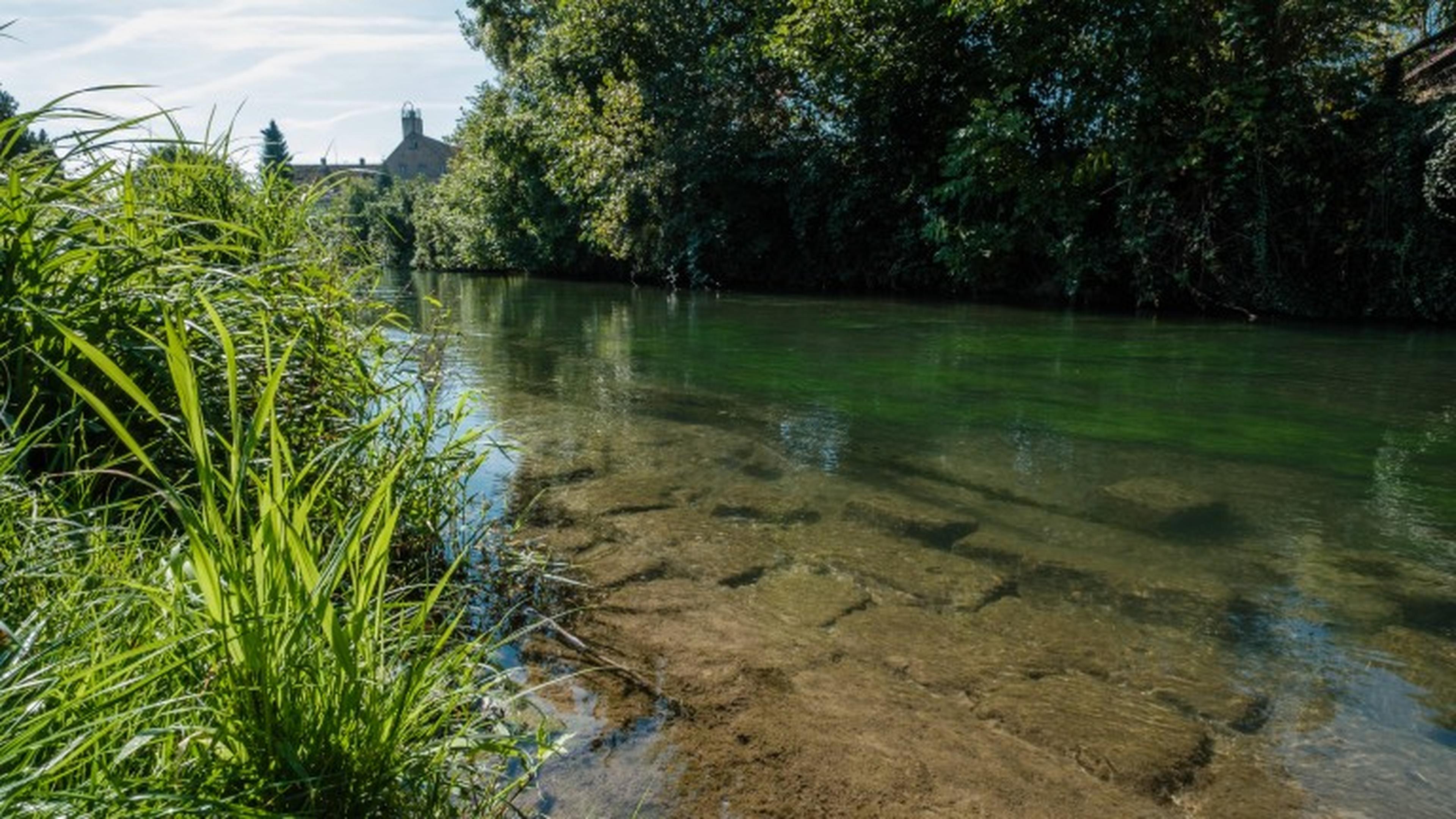 Der Altrhein in Schwanau