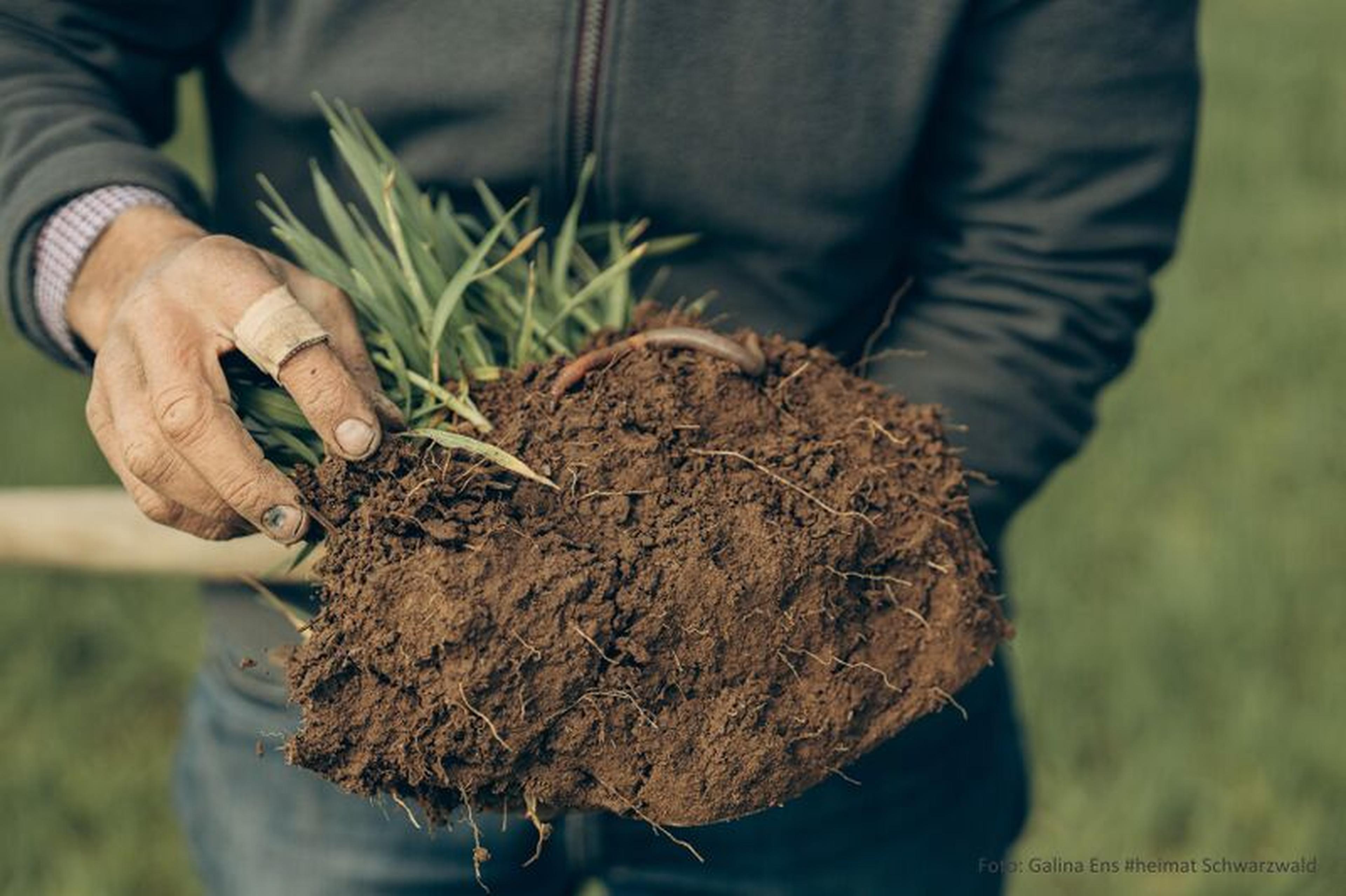 Regenerative Landwirtschaft im Schwarzwald: Humusaufbau für klimaresiliente Böden und besseren Wasserrückhalt – sichtbar in gesunder Erde mit Regenwürmern und Pflanzen.