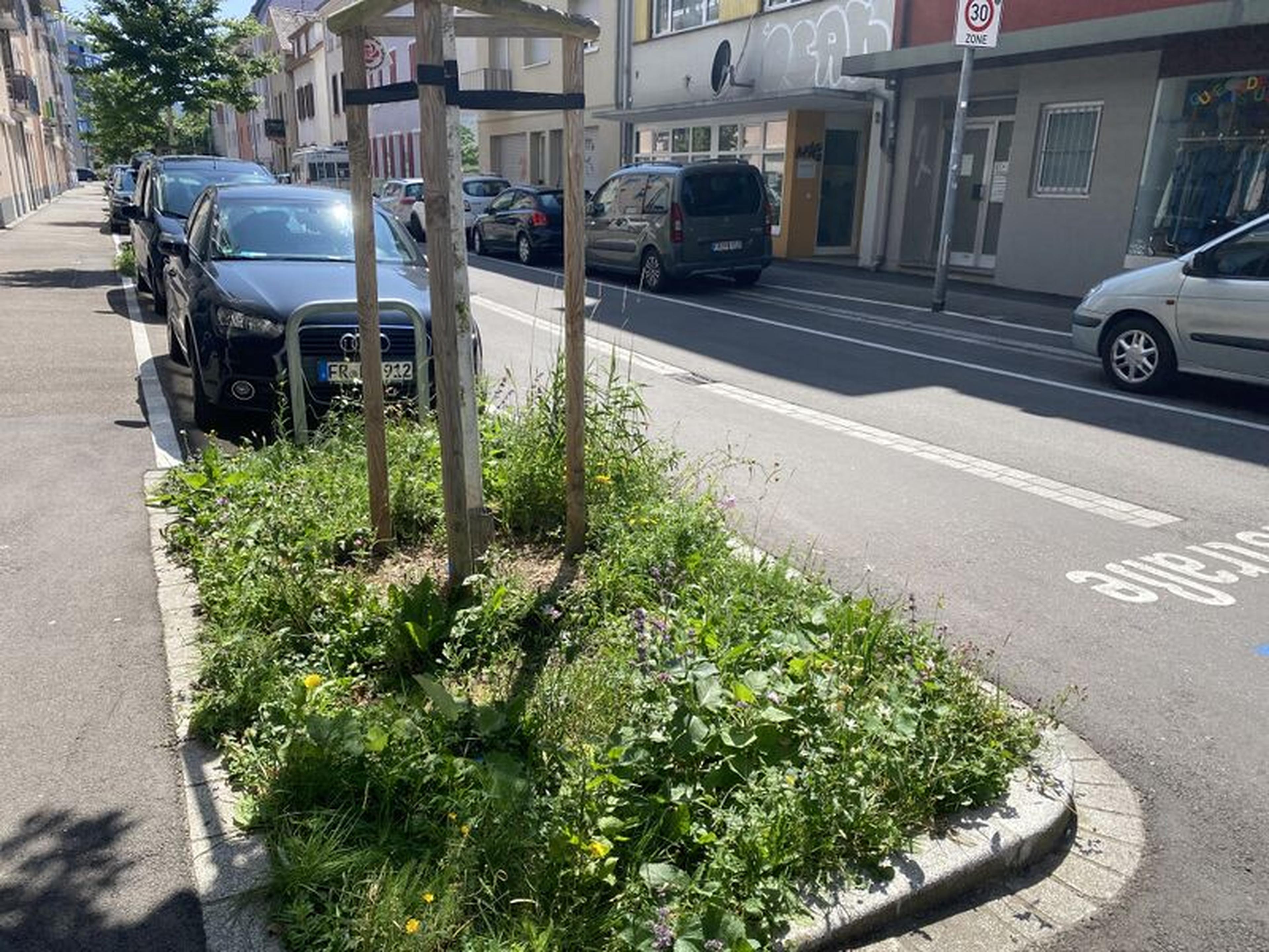 Eine städtische Straße mit geparkten Autos und einer kleinen Grünfläche mit Bäumen und Wildpflanzen im strahlenden Sonnenlicht.