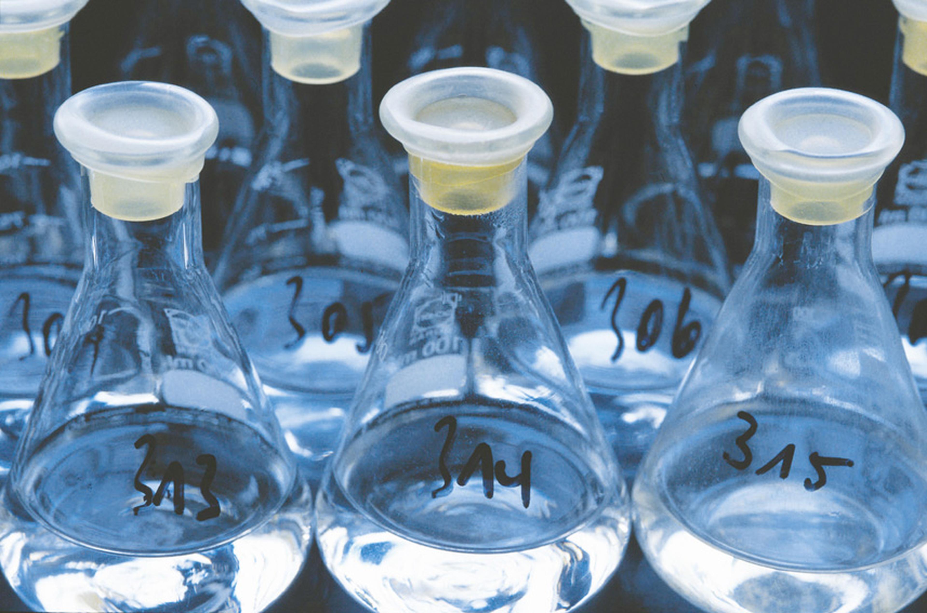 Reihen von Glas-Erlenmeyerkolben mit klarer Flüssigkeit, die mit Nummern beschriftet und mit gelben Stopfen verschlossen sind, in einem naturwissenschaftlichen Labor.