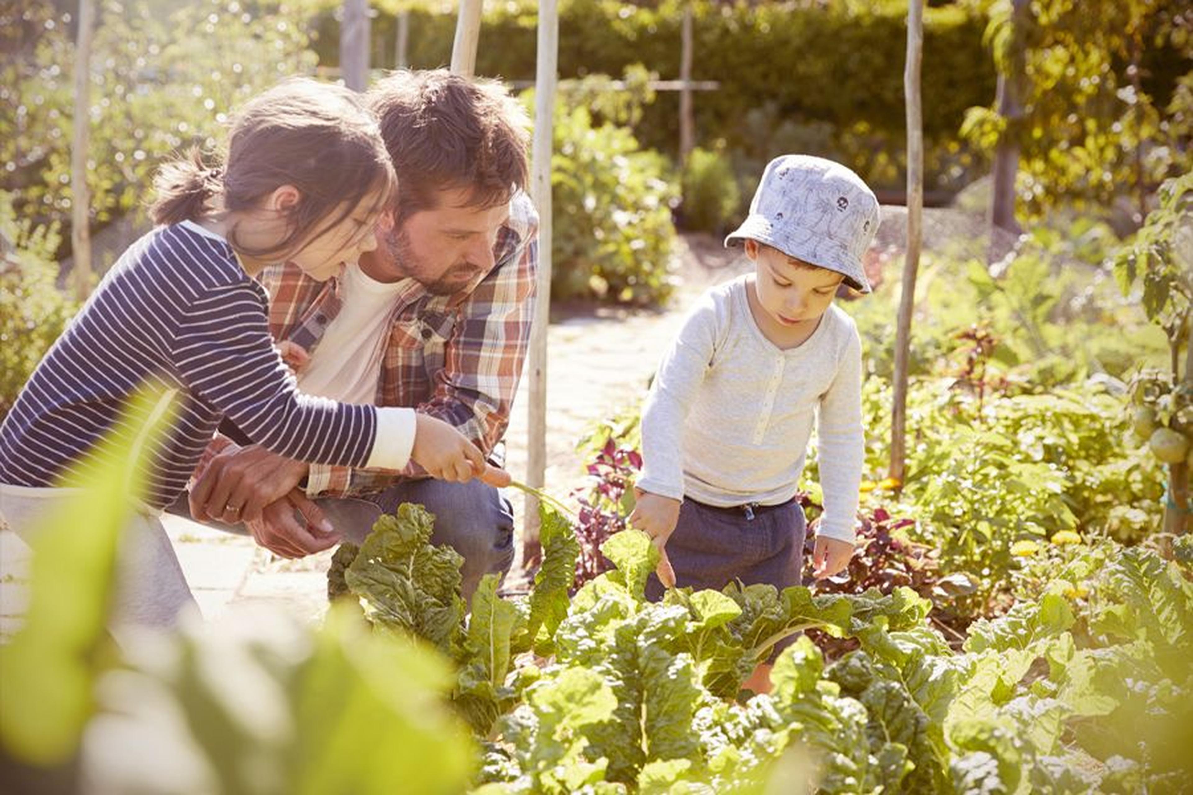 Ein Mann und zwei Kinder untersuchen Pflanzen in einem Garten. Das Mädchen zeigt auf eine Blattpflanze, während der Junge zusieht. Sonnenlicht fällt durch das Grün.