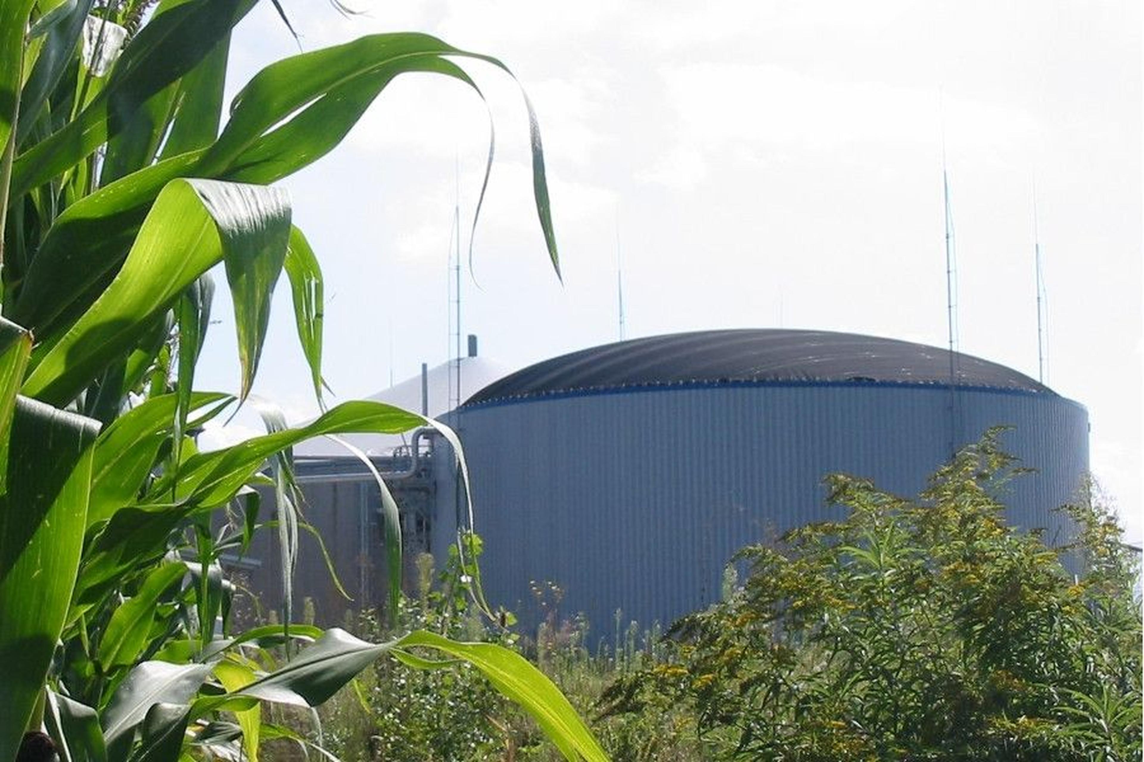 Große kuppelförmige Biogasanlage, umgeben von Maisfeldern und Grünflächen unter klarem Himmel.