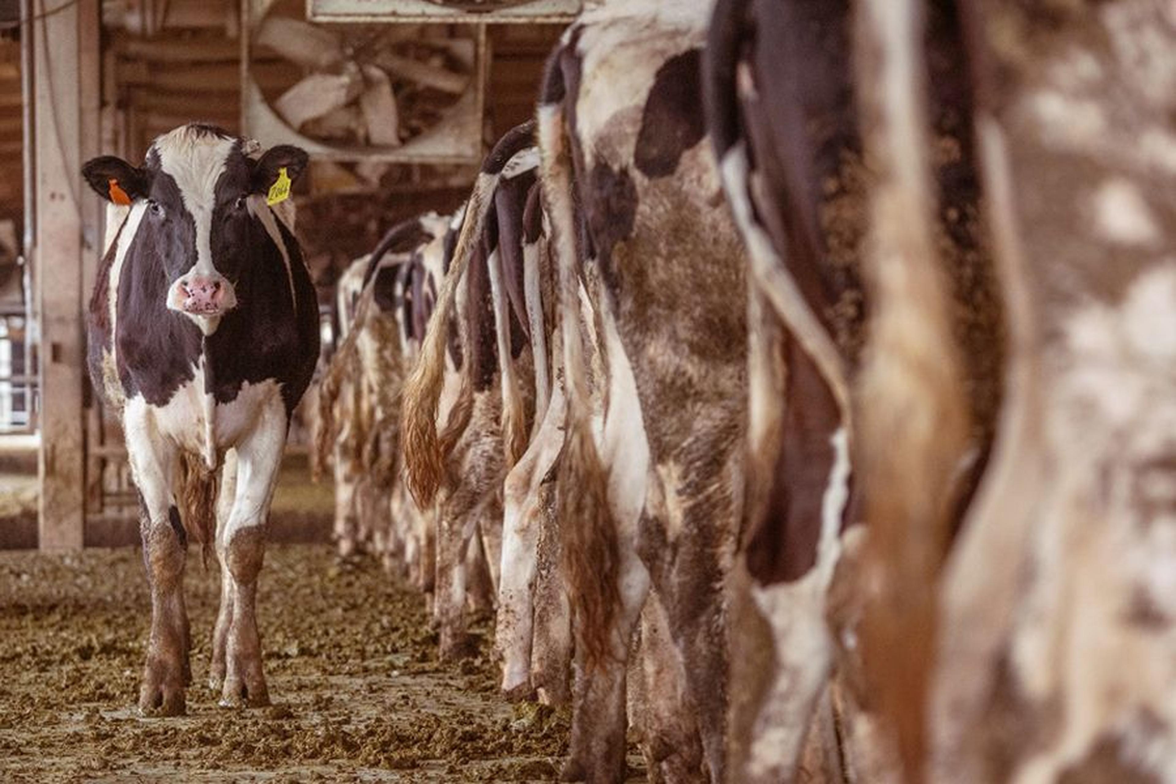 Kühe stehen dicht aneinandergedrängt in einem Stall der Massentierhaltung.