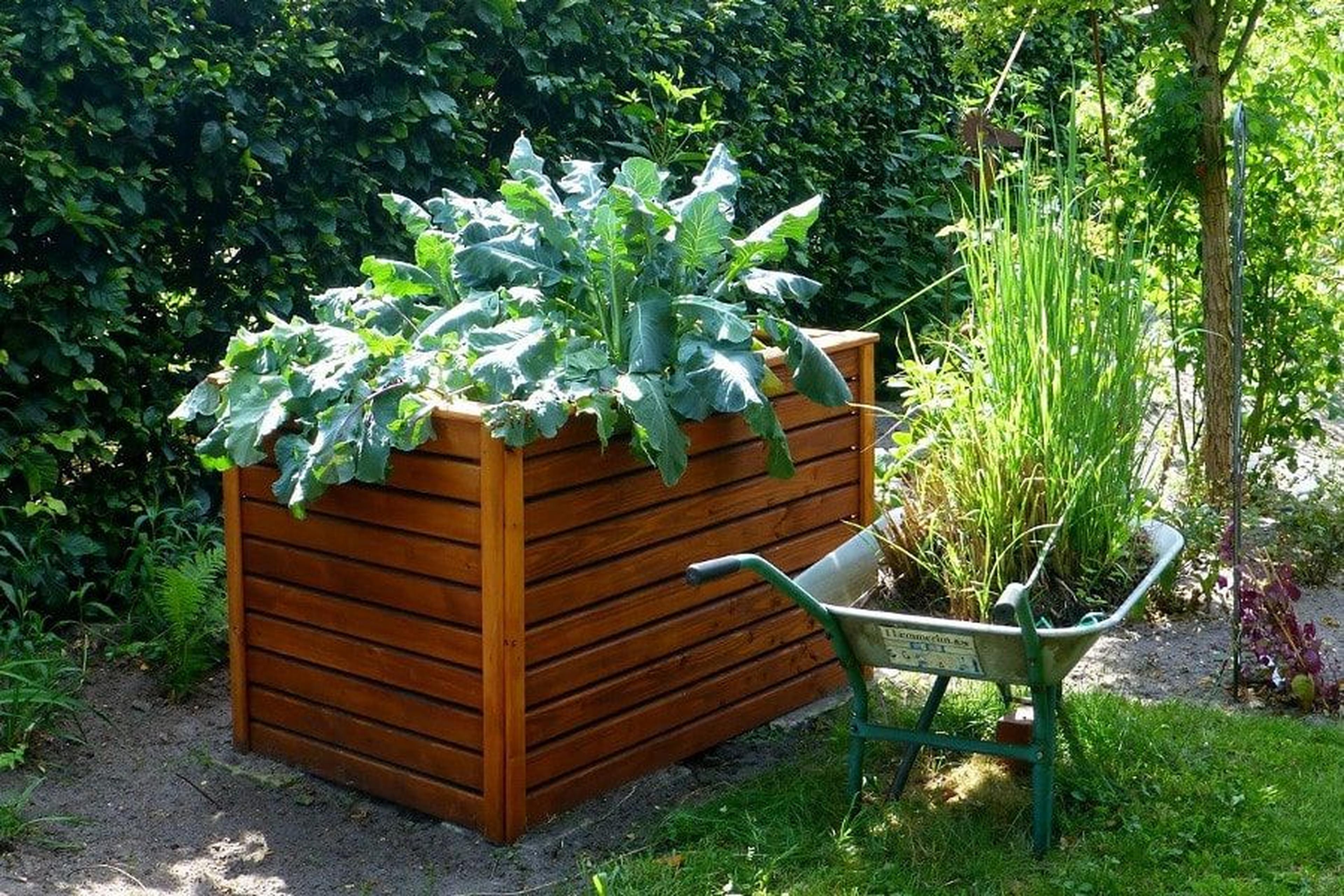 Holzpflanzkasten mit Blattgemüse neben einer Schubkarre auf Gras, umgeben von üppigem Grün.