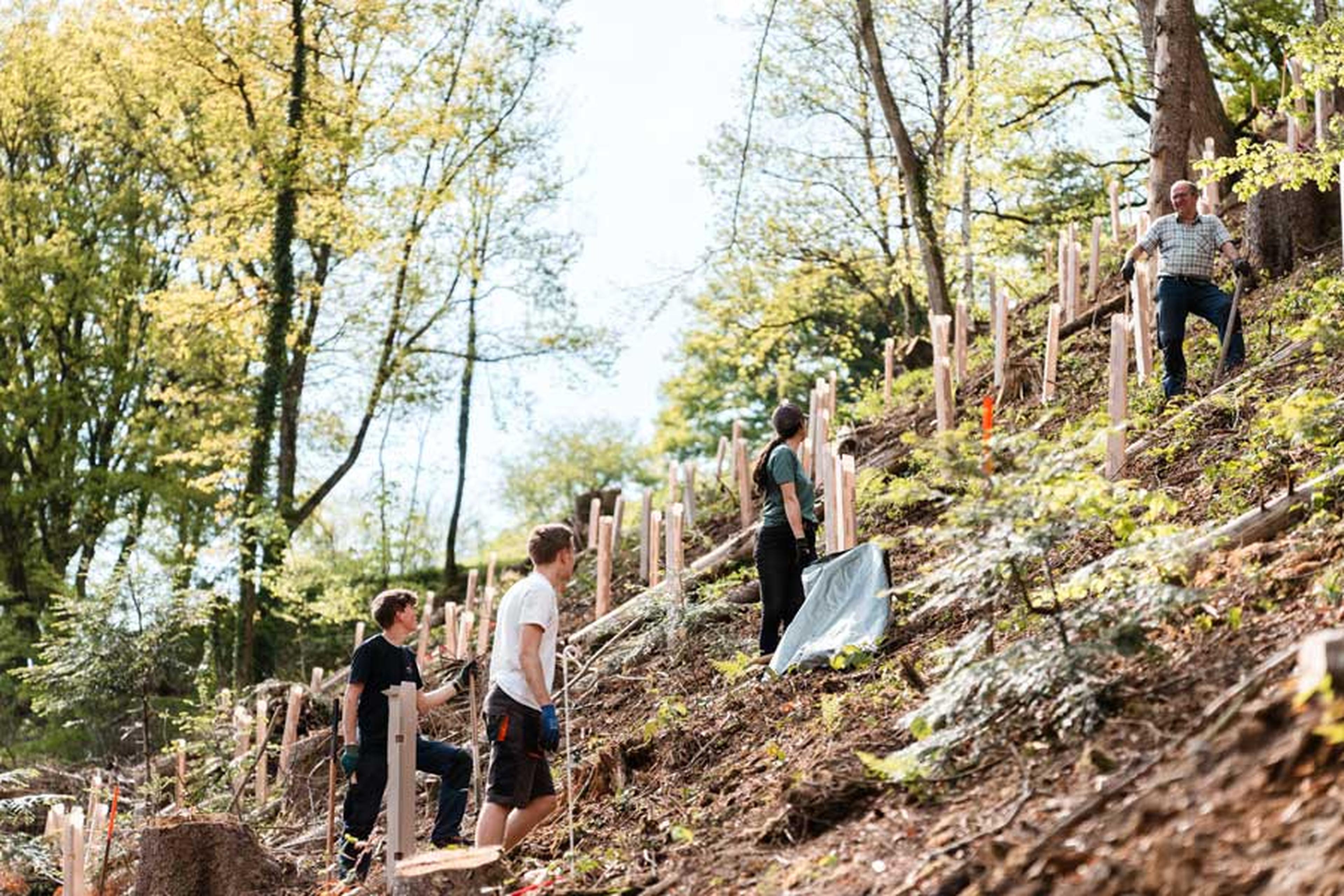Mitarbeiter der Badenova pflanzen Bäume auf einem Hügel, umgeben von Schutzrohren, in einem Waldgebiet, in dem Sonnenlicht durch die Bäume scheint.
