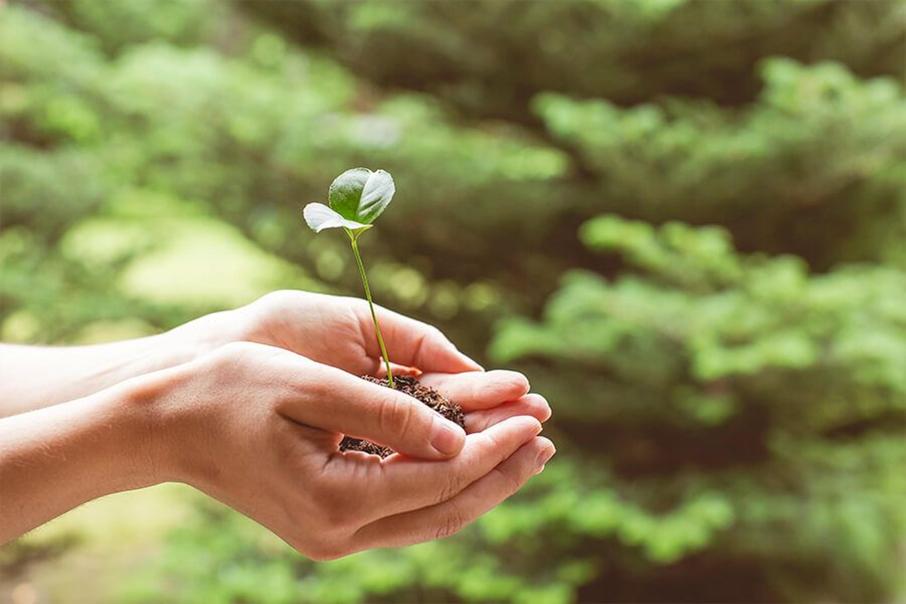 Hände, die sanft einen kleinen Setzling mit Erde halten, vor einem unscharfen Hintergrund aus üppigem grünem Laub.