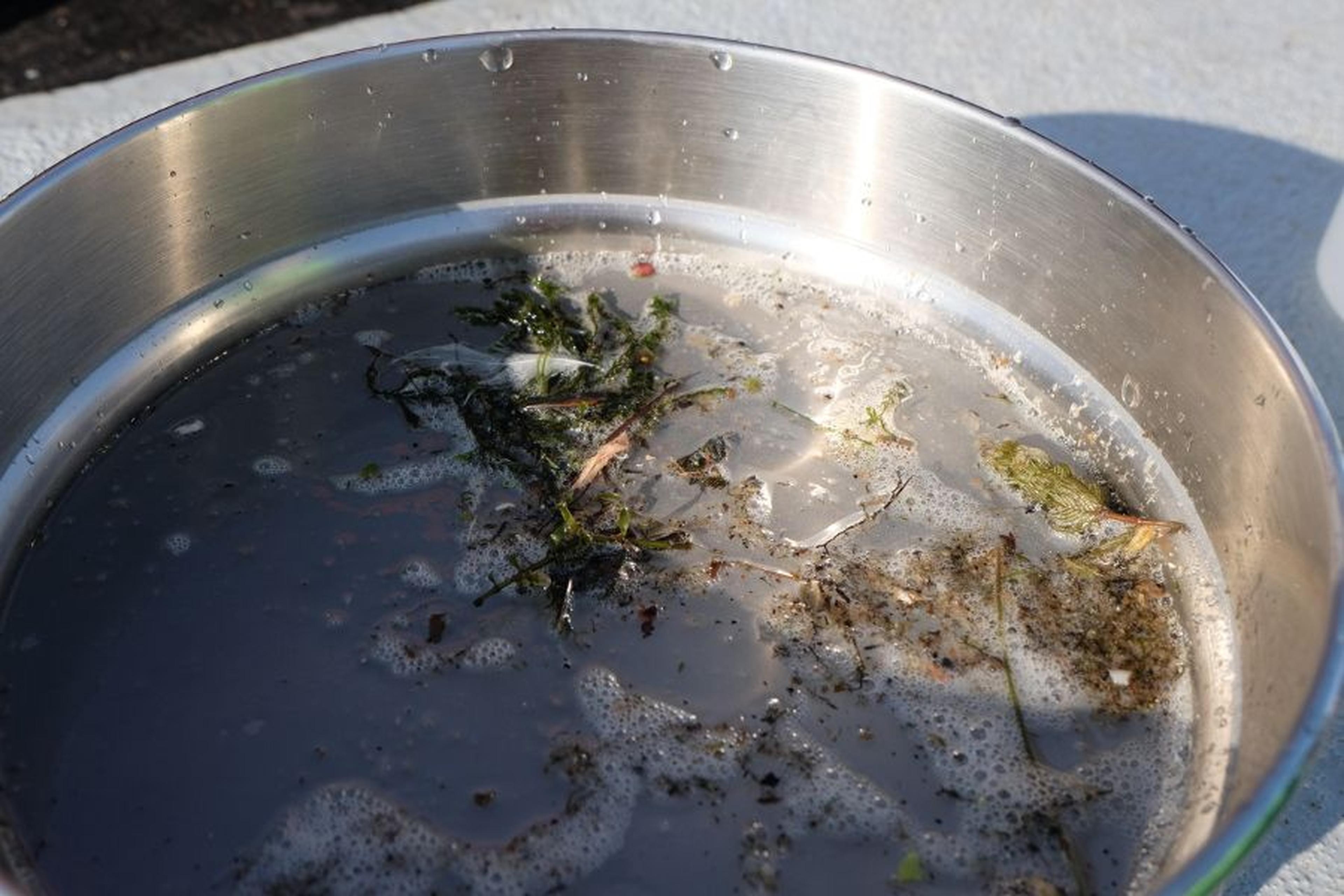 Metallschale mit Wasserprobe und sichtbaren Schwebstoffen.
