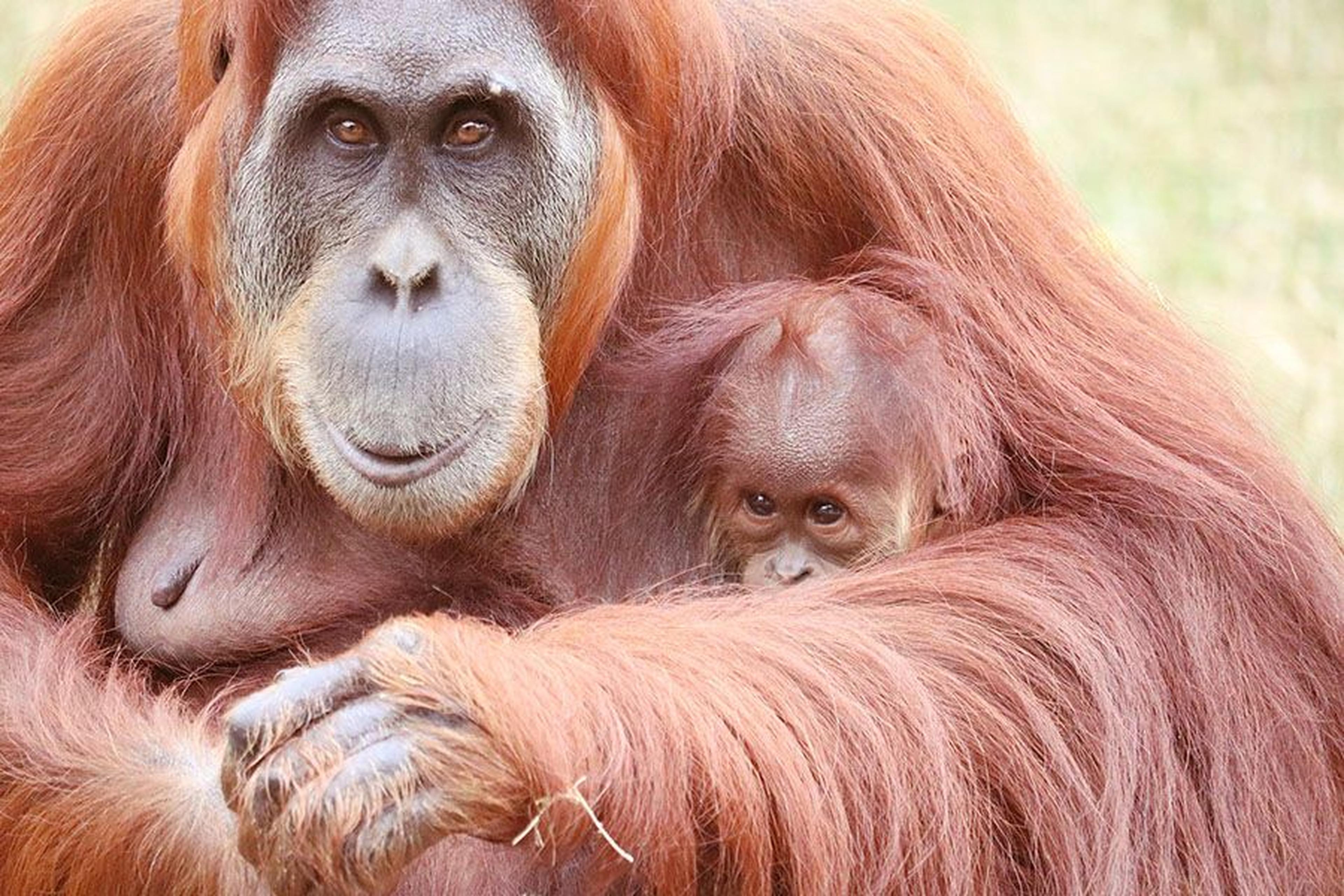 Orang-Utan-Mutter, die ihr Baby sanft in den Armen hält, beide mit dichtem rotbraunem Fell, vor einem verschwommenen natürlichen Hintergrund.