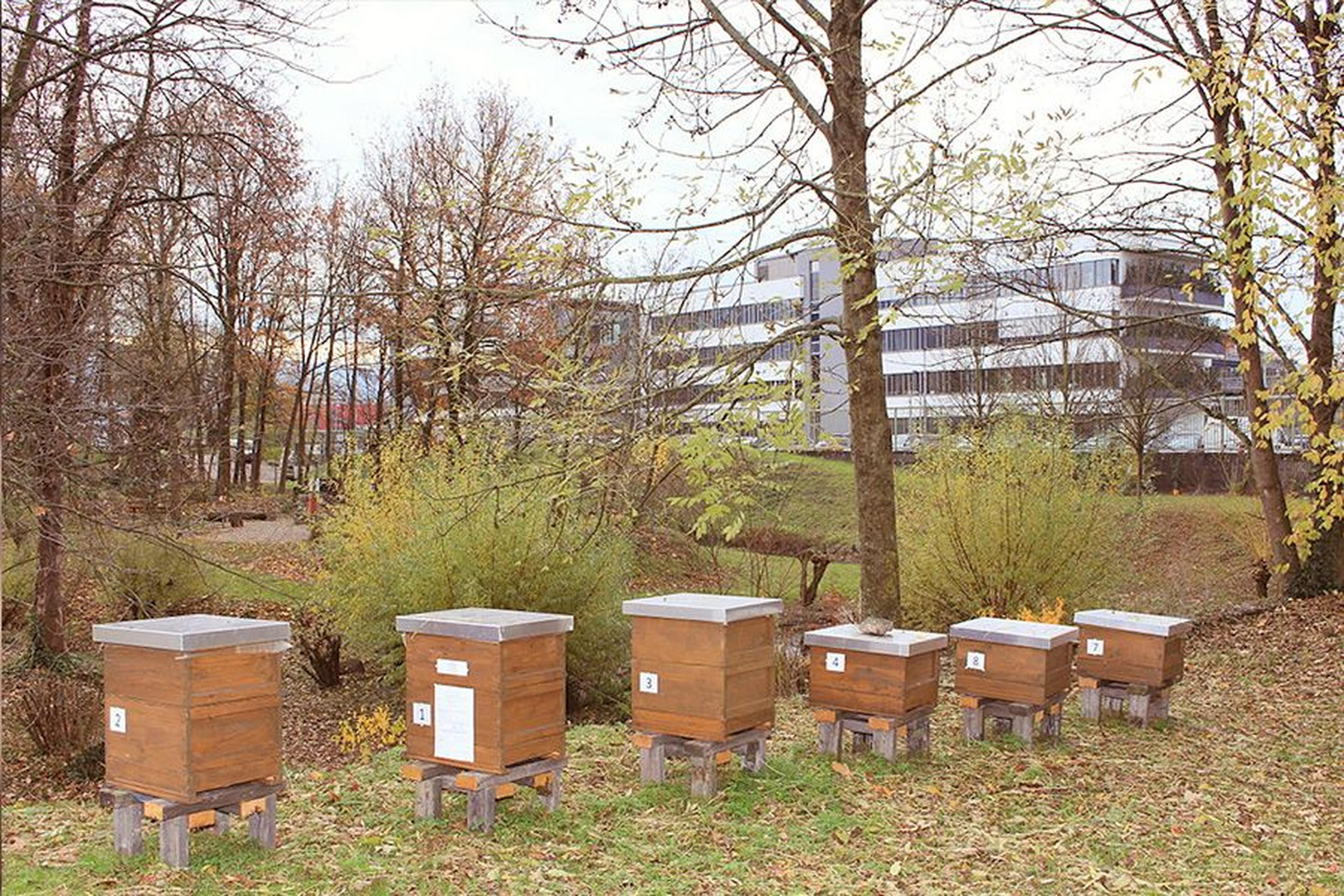 Holzbienenstöcke, angeordnet auf einer Wiese, umgeben von Bäumen und Sträuchern, mit einem modernen Gebäude im Hintergrund.
