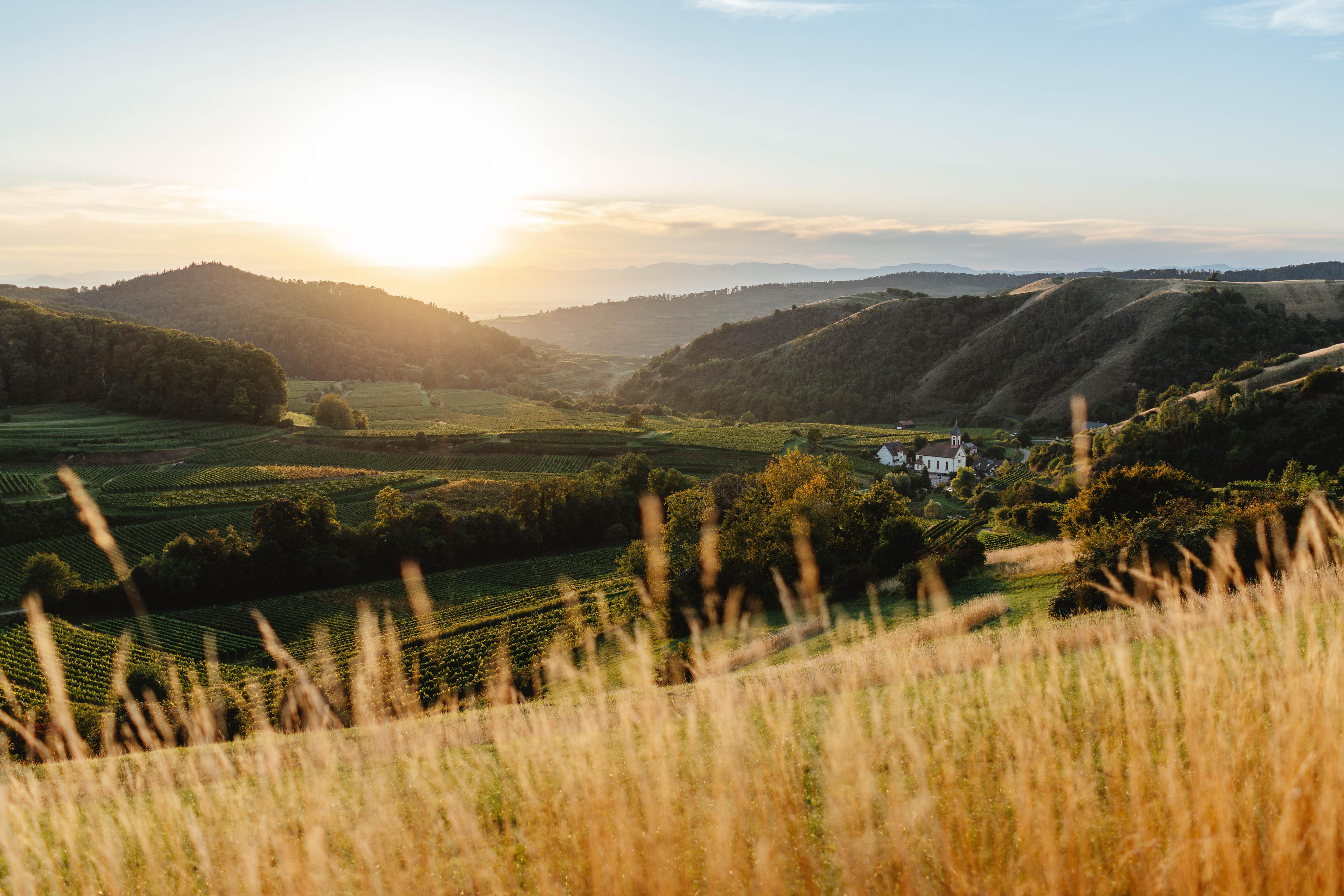 Sonnenuntergang über sanften Hügeln und saftig grünen Feldern mit einem Bauernhaus in der Ferne, eingerahmt von hohen goldenen Gräsern im Vordergrund.
