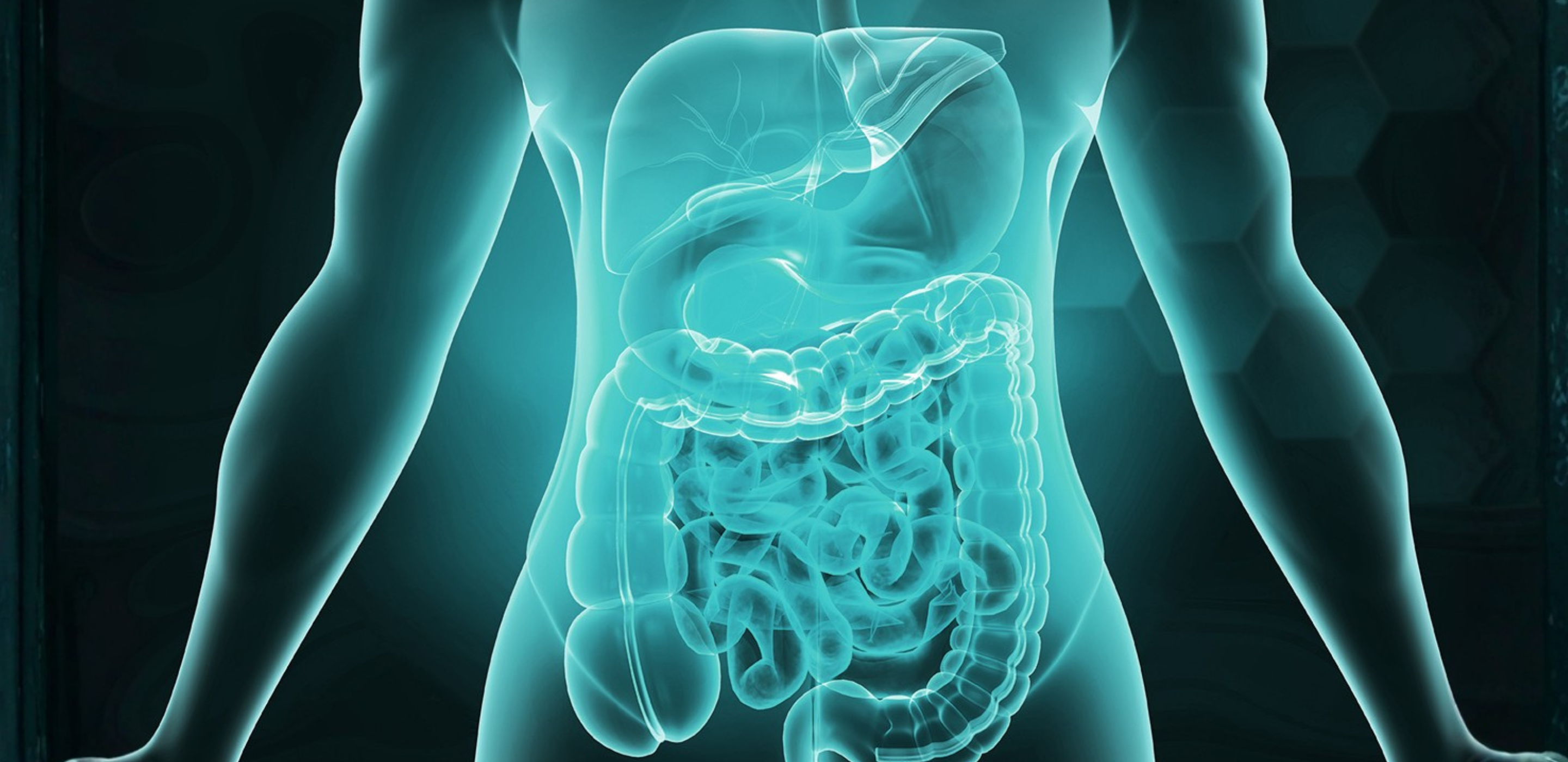 Grafik der inneren Organe