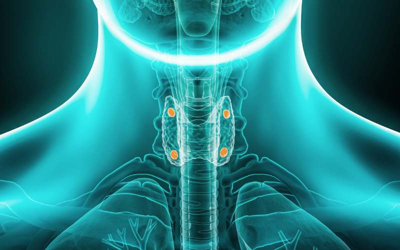 Röntgenbild der Schilddrüse und Nebenschilddrüse