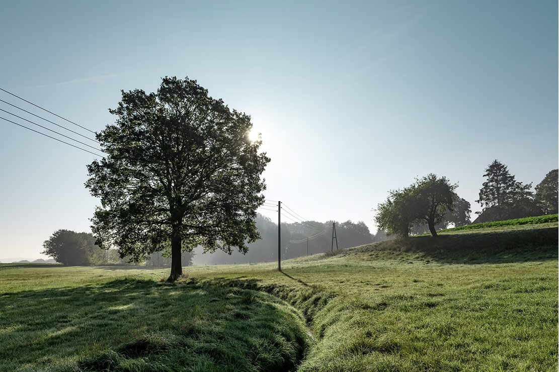 A tree stands in a field with a stream running through it, surrounded by power lines and other trees under a bright sky.