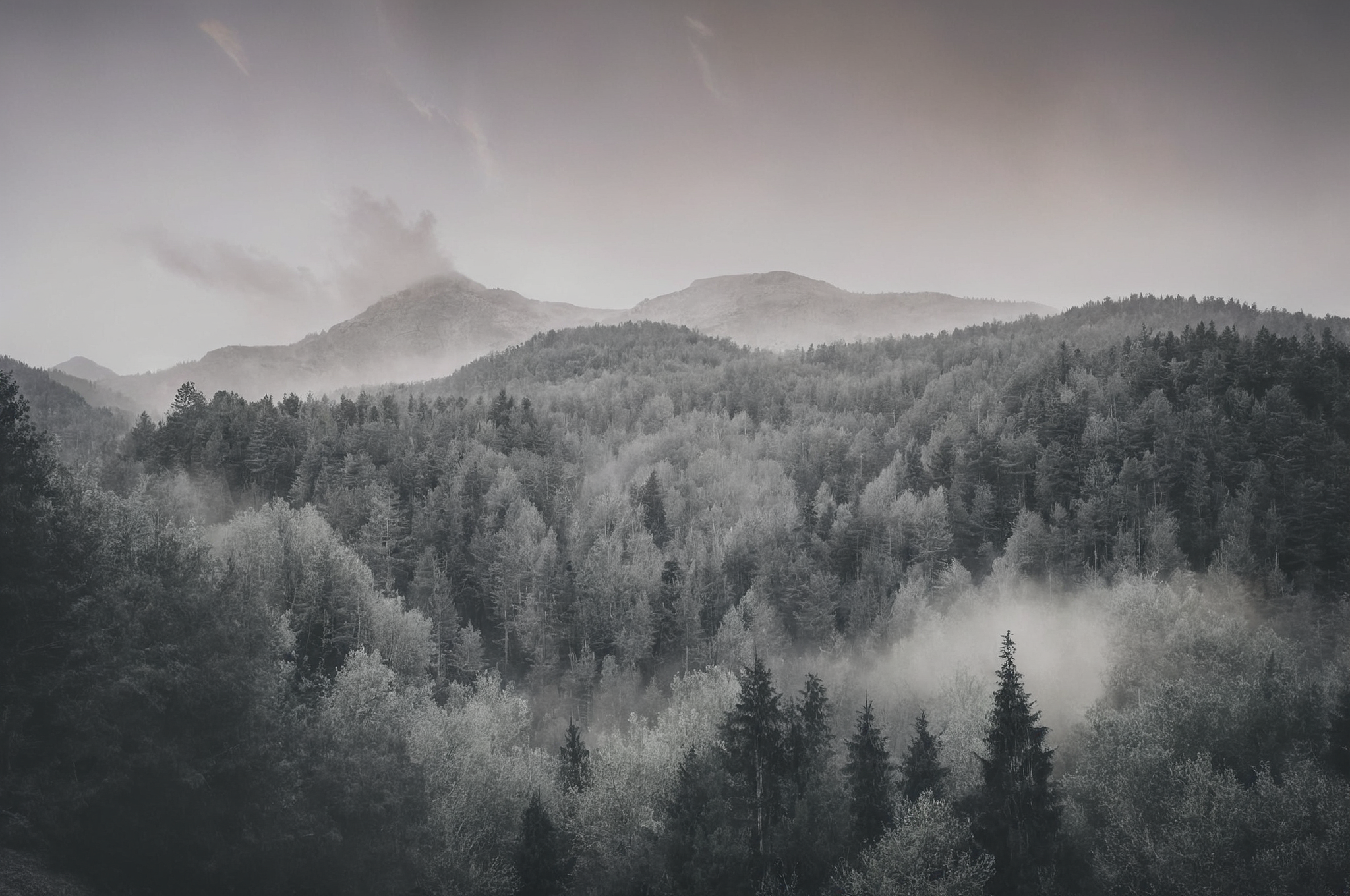 Ein Schwarz-Weiß-Bild eines nebligen Waldes mit hohen Bäumen und Bergen im Hintergrund.