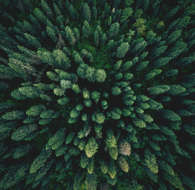 Aerial view of a dense forest with tall trees and lush greenery, showcasing the beauty of nature.