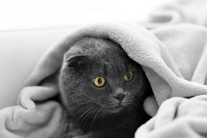 A black cat with yellow eyes is lying on a couch, partially covered by a gray blanket.