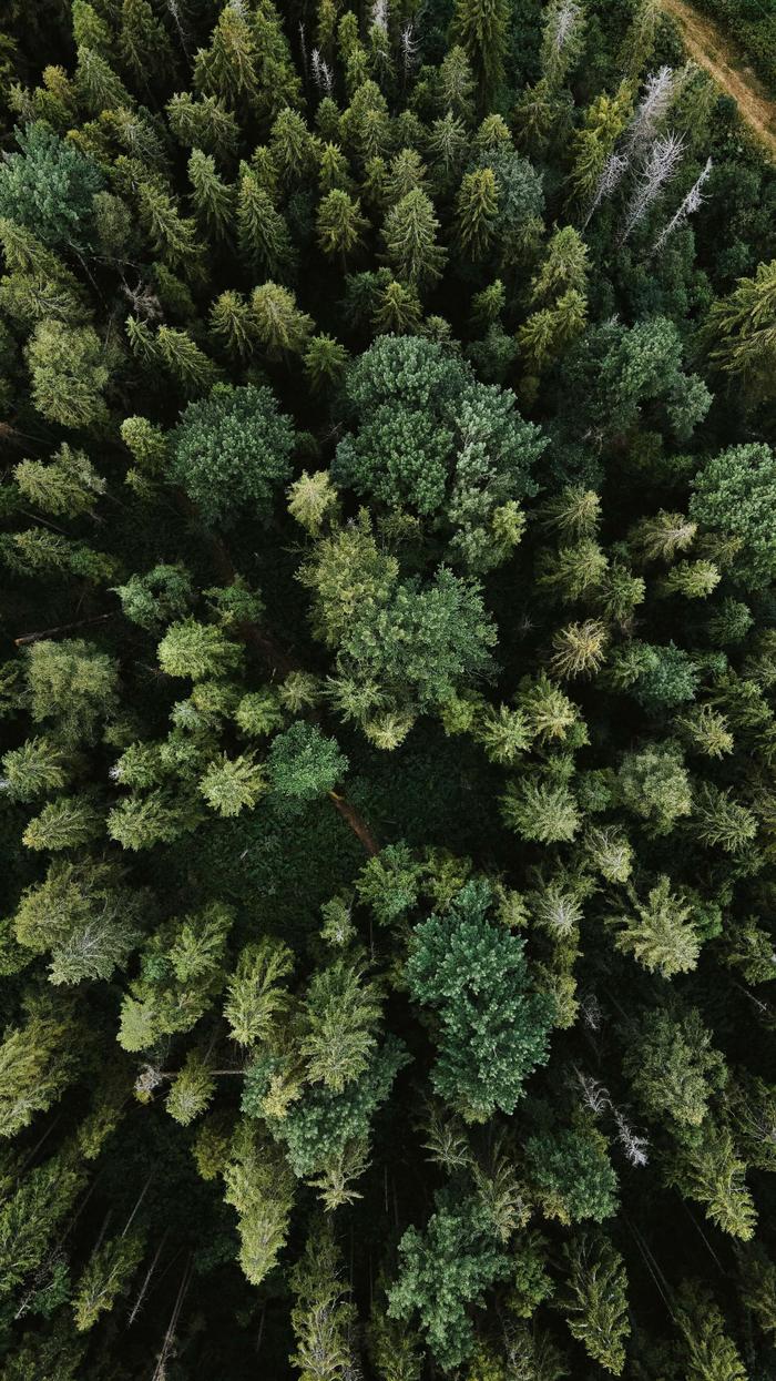 Aerial view of trees - apartment for rent in Walthamstow