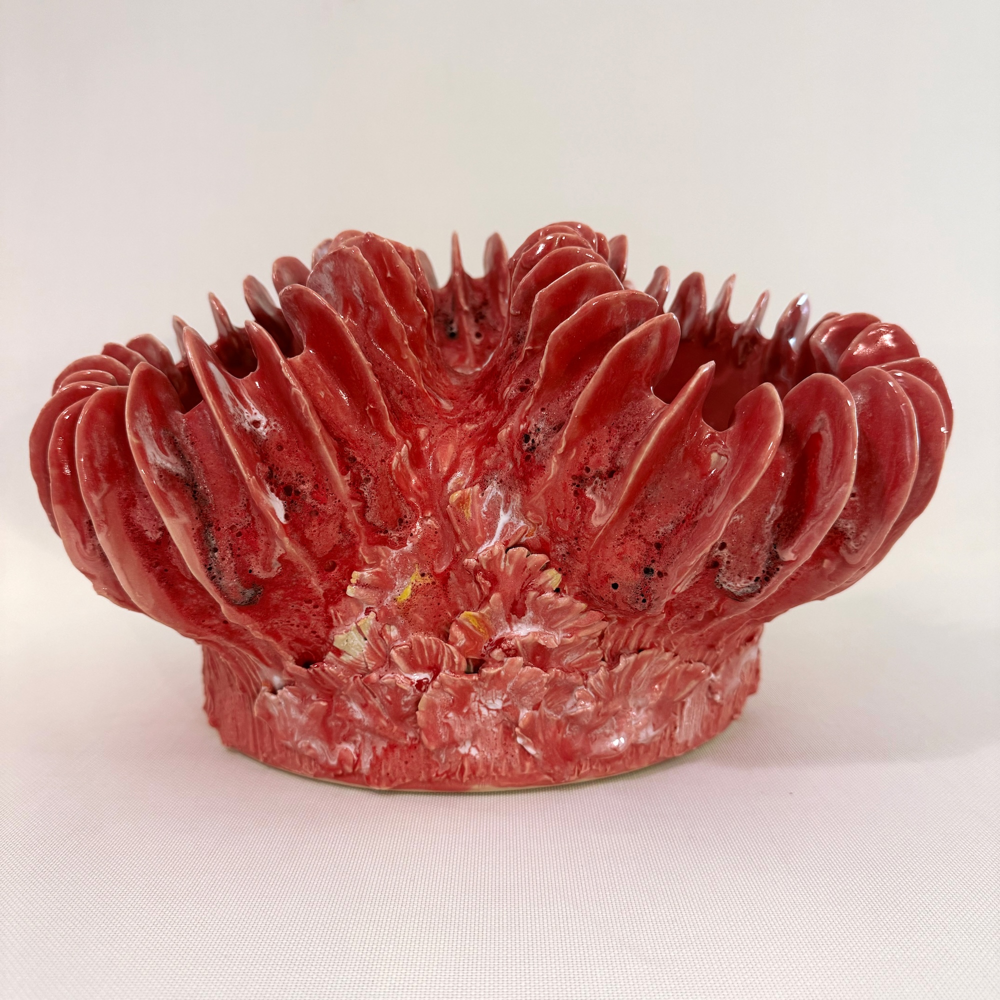 Polyporus Sanguis Magna - 2