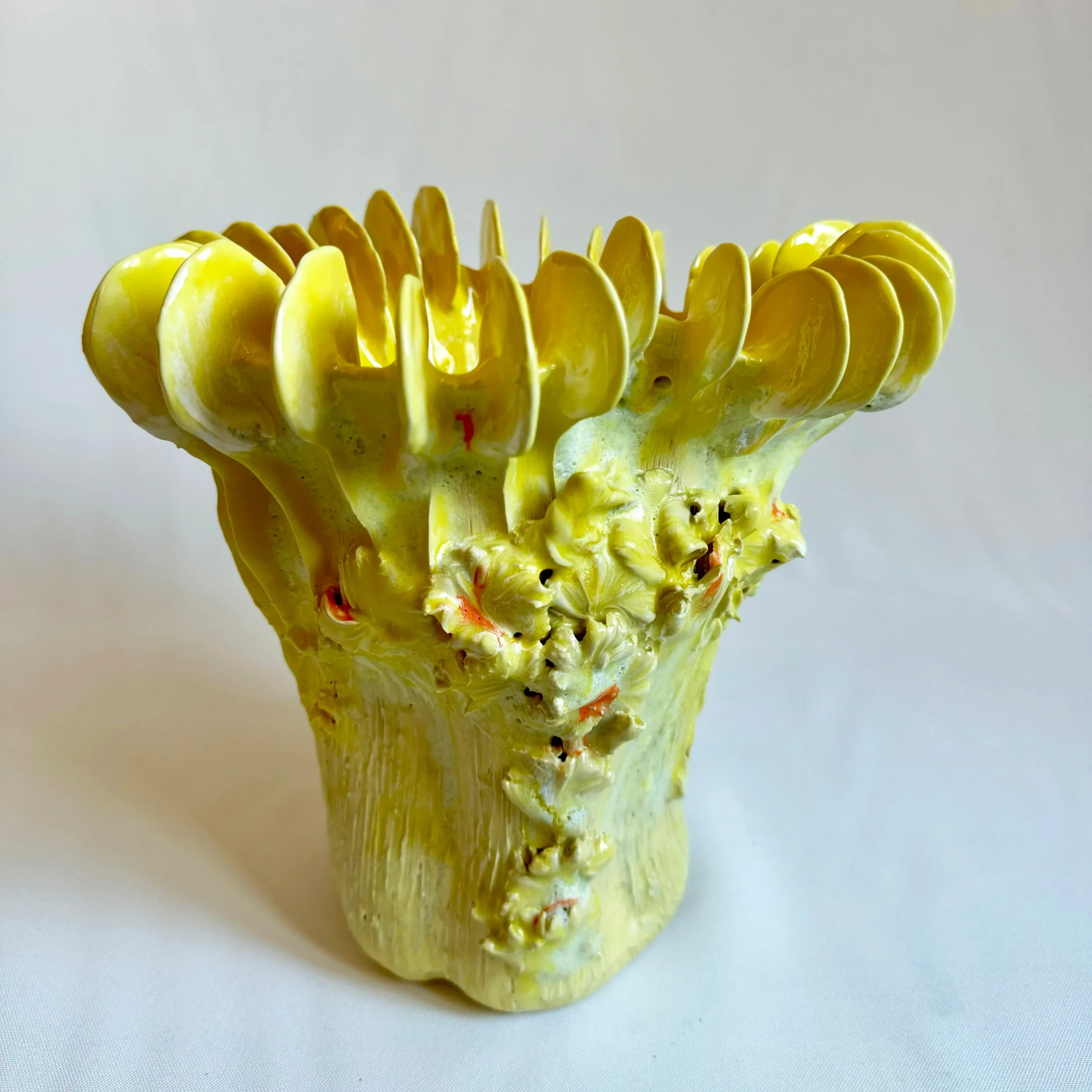 Cantharellus Canaria Midi