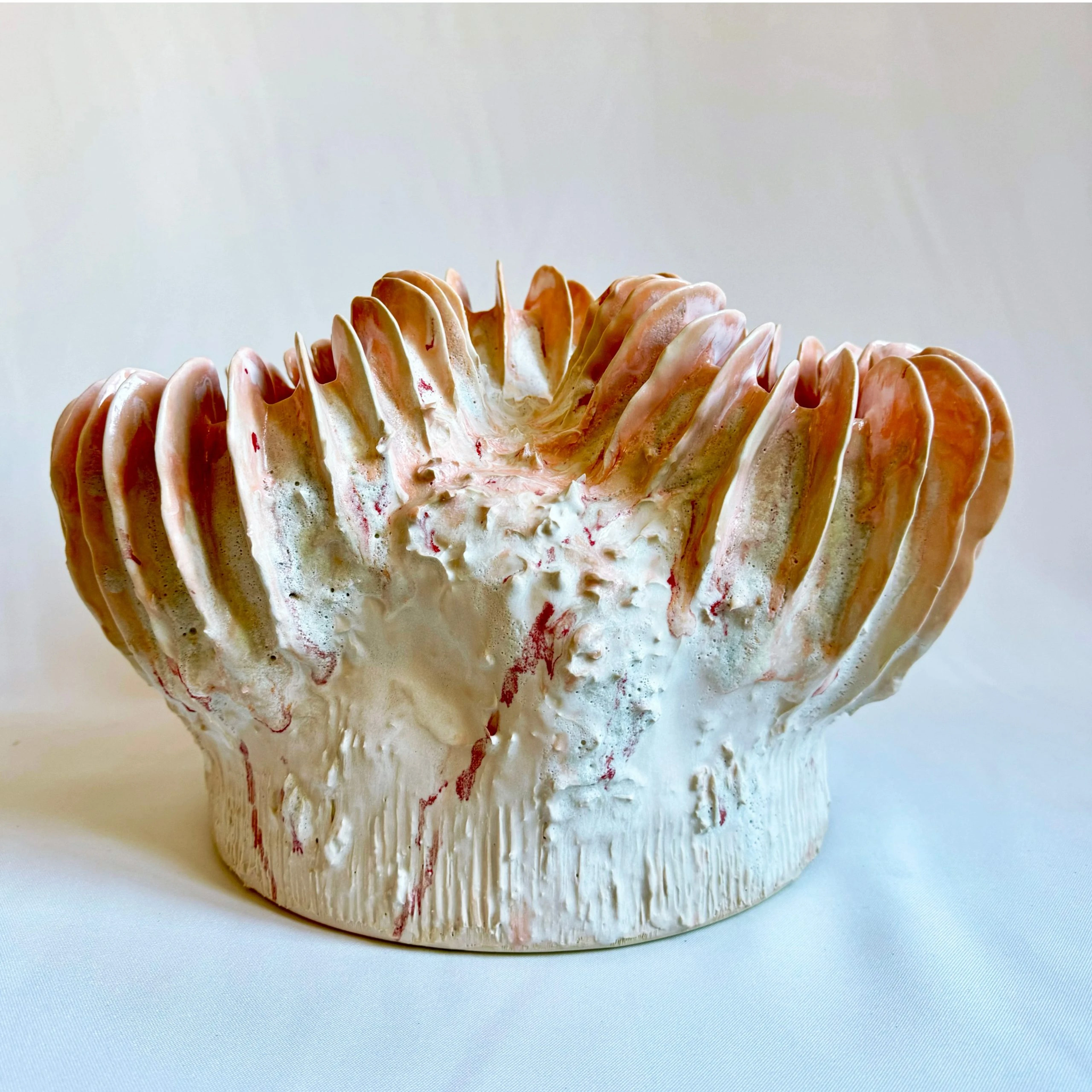 Polyporus Roseum Maxi