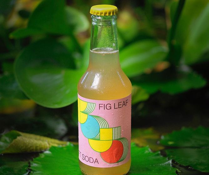 Glass bottle of “Fig Leaf” soda on a green lily pad, with colorful geometric label and lush leaves in the blurred background.