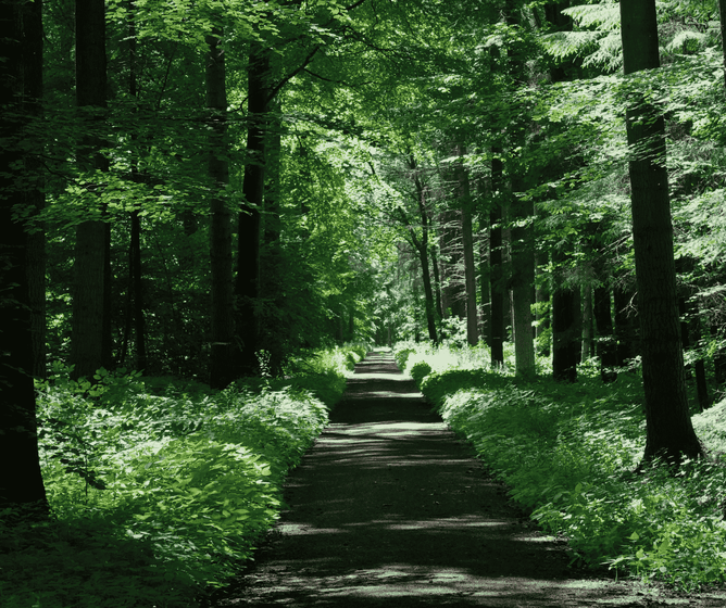 Narrow dirt path leading through a dense, sunlit green forest with tall trees and lush undergrowth on both sides.