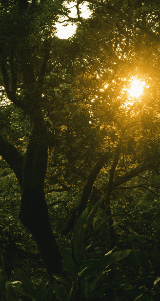 Golden sunlight filtering through dense green forest foliage at dusk, illuminating tree trunks and leaves in a warm glow.