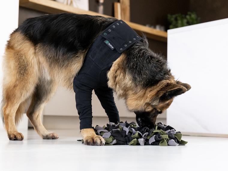 German Sheperd playing with recovery sleeves suitical