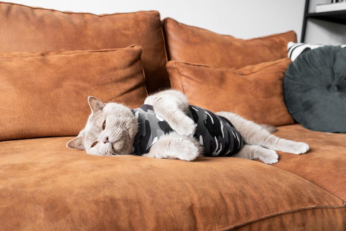 Gray British Shorthair cat with Recovery Suit on couch