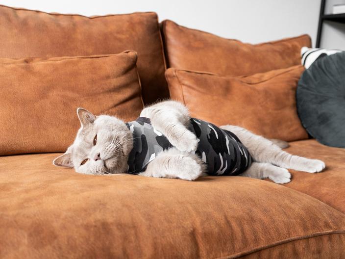 Gray British Shorthair cat with Recovery Suit on couch