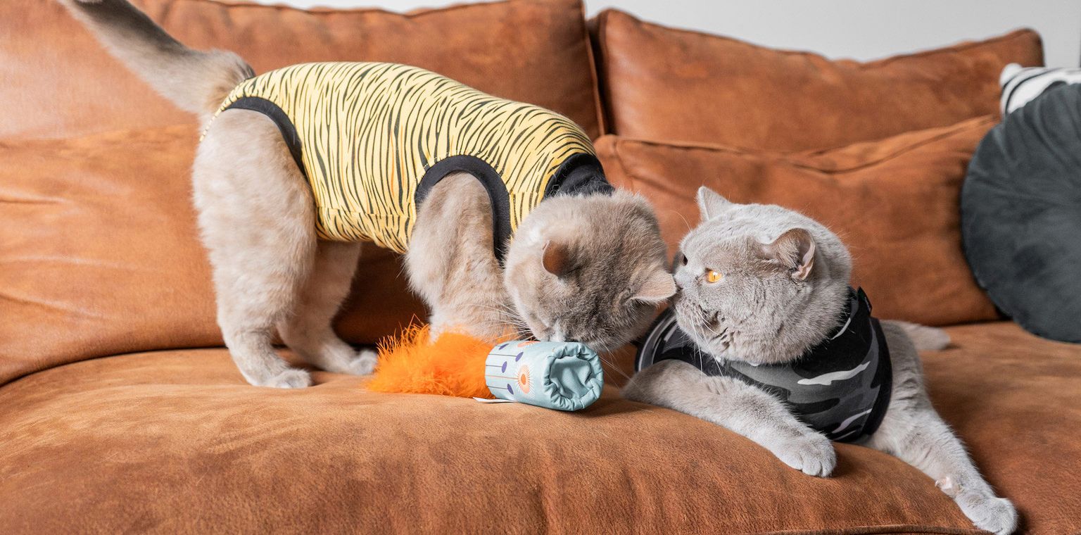 Gray British Shorthair cats playing with Recovery Suit on couch tiger camo black