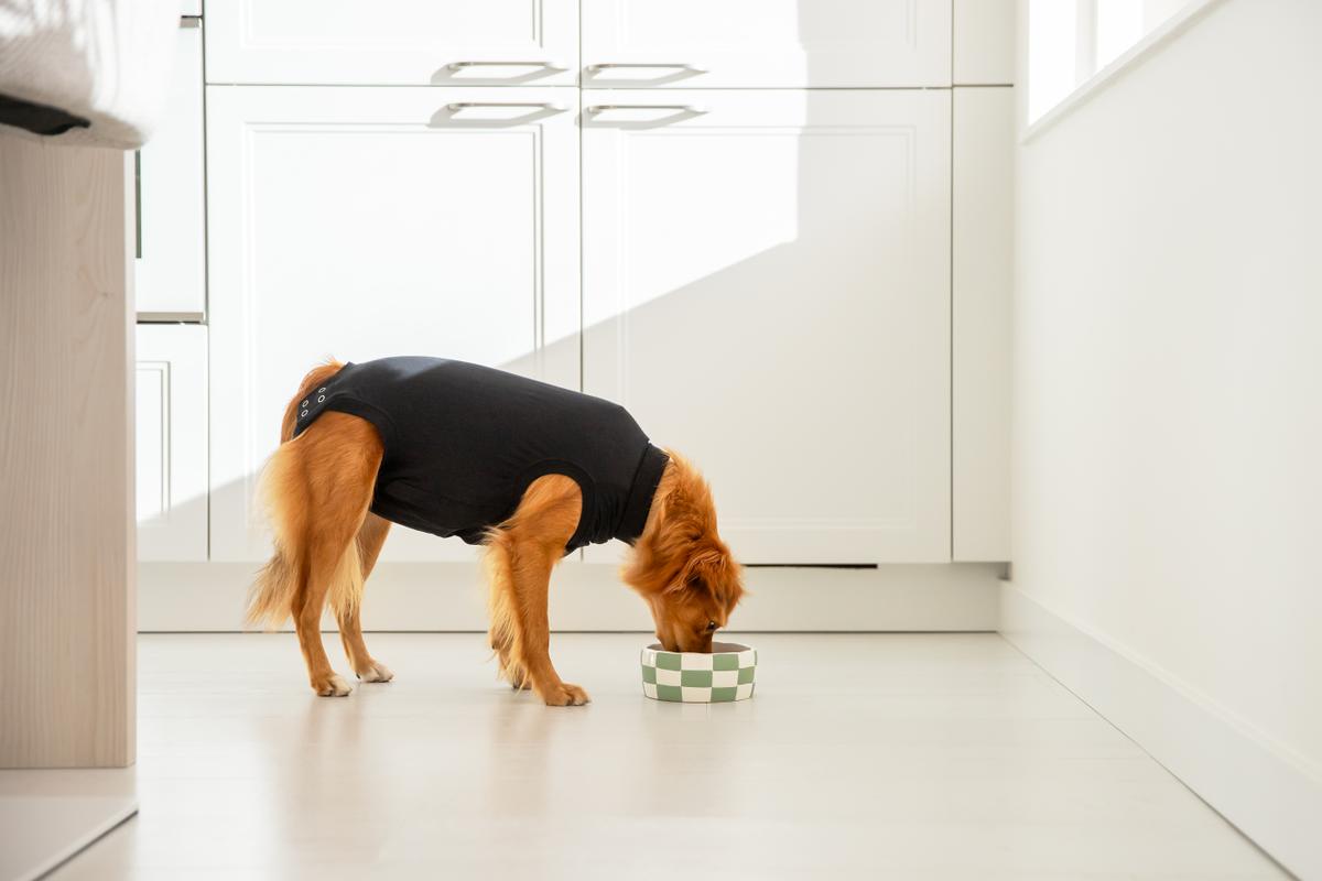 Dog eating from bowl recovery suit suitical