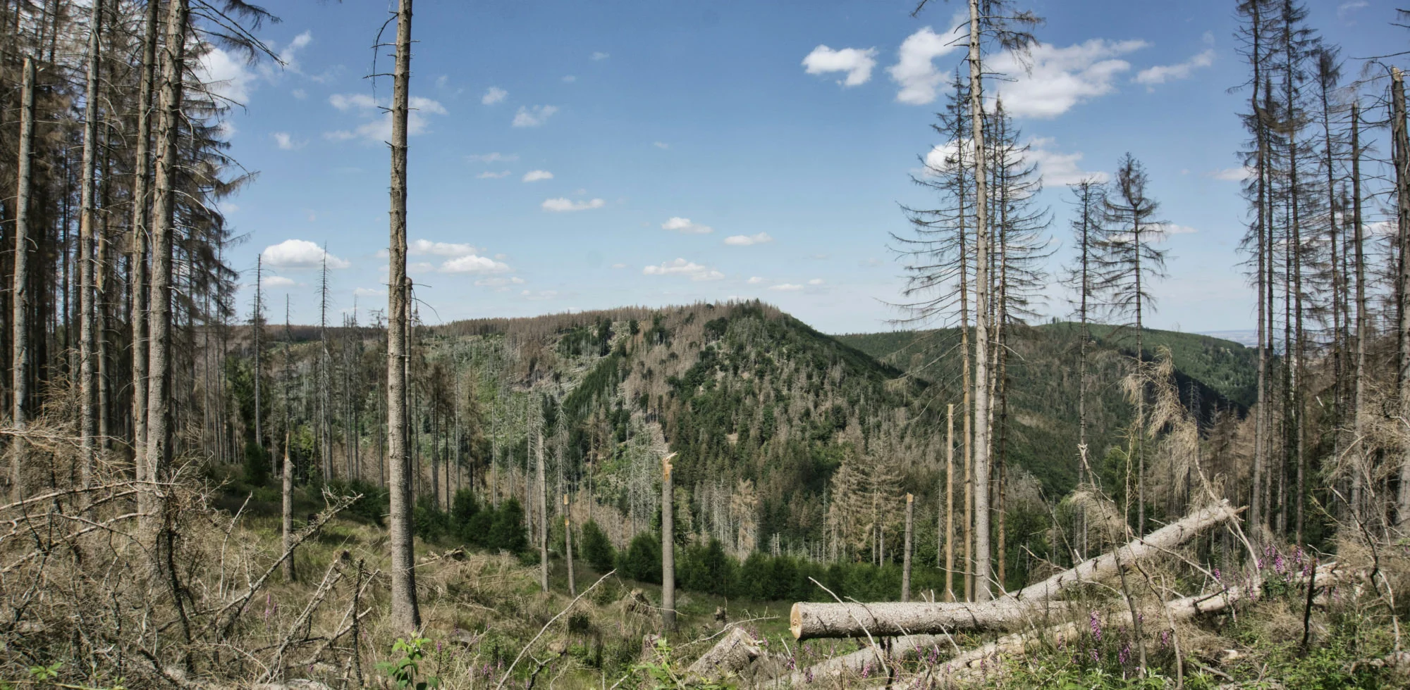 Eine Waldlandschaft mit spärlichen Bäumen und umgestürzten Baumstämmen im Vordergrund und einem entfernten grünen Hügel unter einem teilweise bewölkten Himmel.
