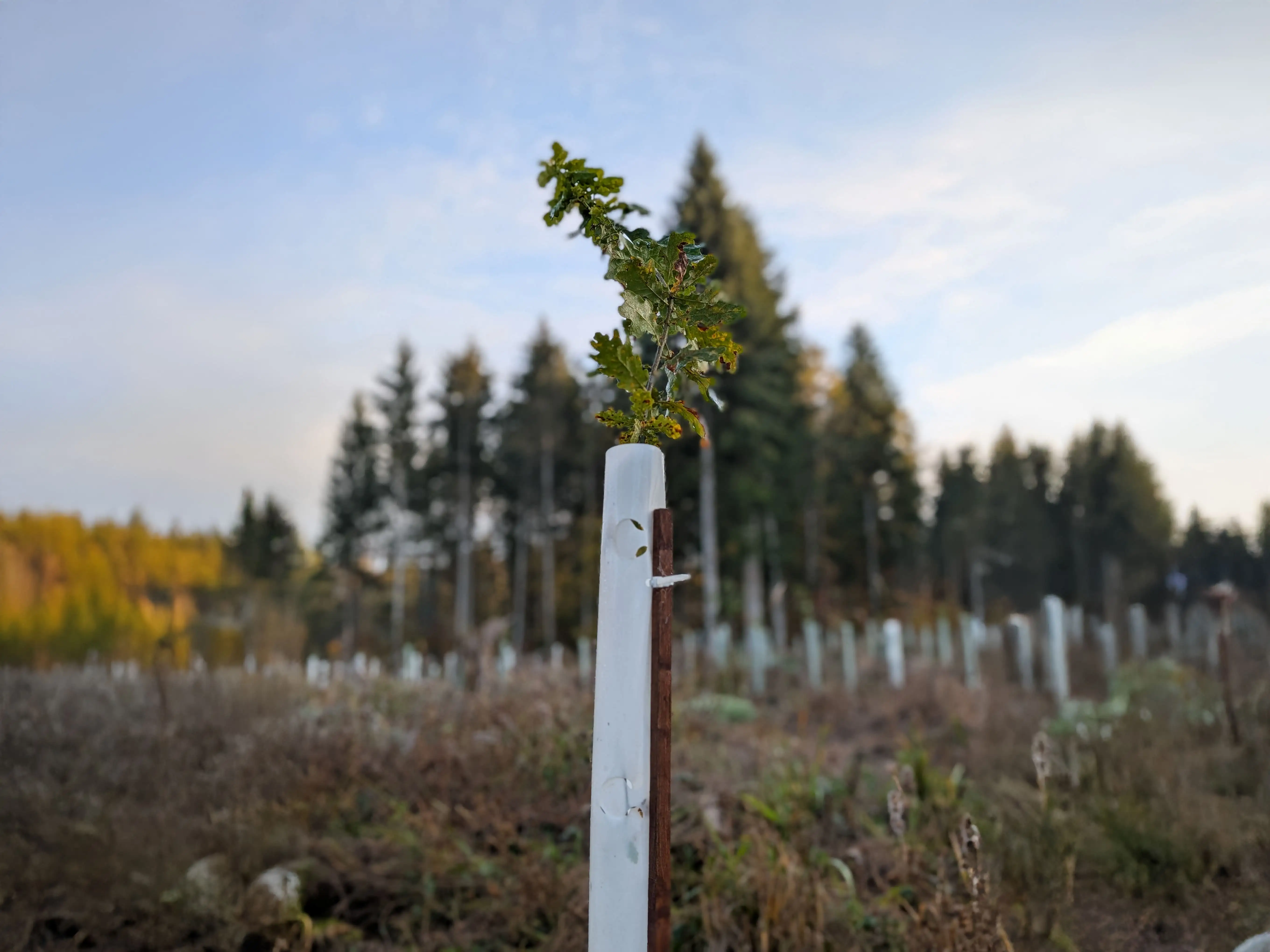 Arbotrade Wuchshülle