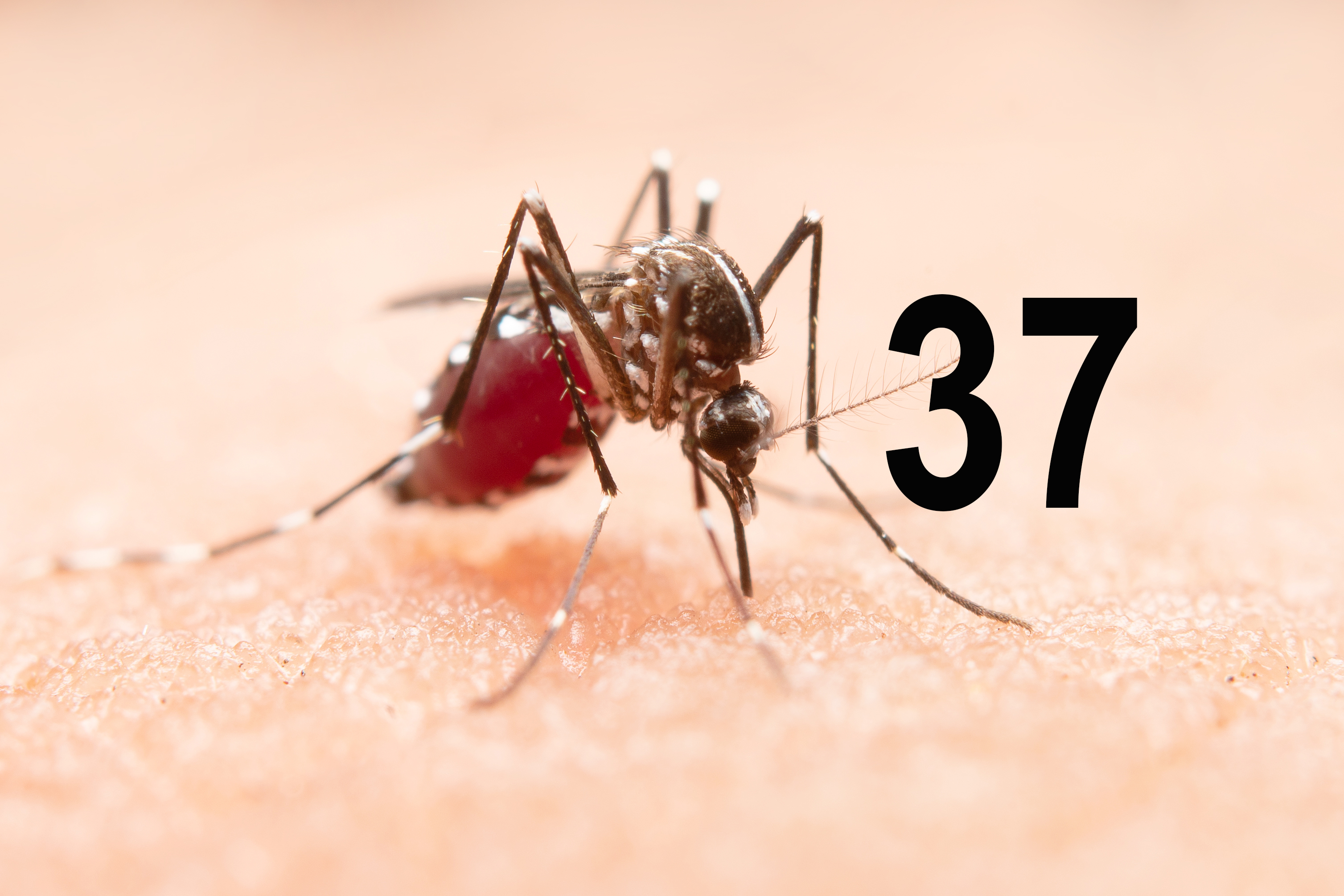 Symbolbild Stechmücke