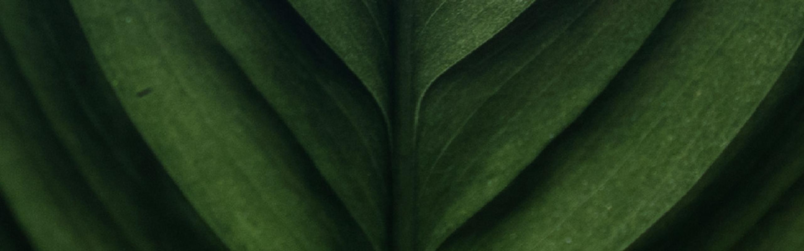 A close-up of green leaf