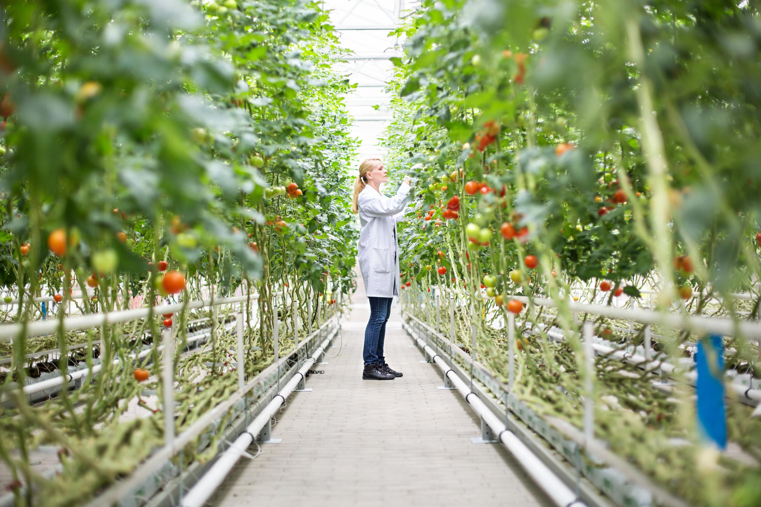 A person in a white coat inspects tomato plants in a greenhouse, surrounded by lush greenery and rows of ripe tomatoes.