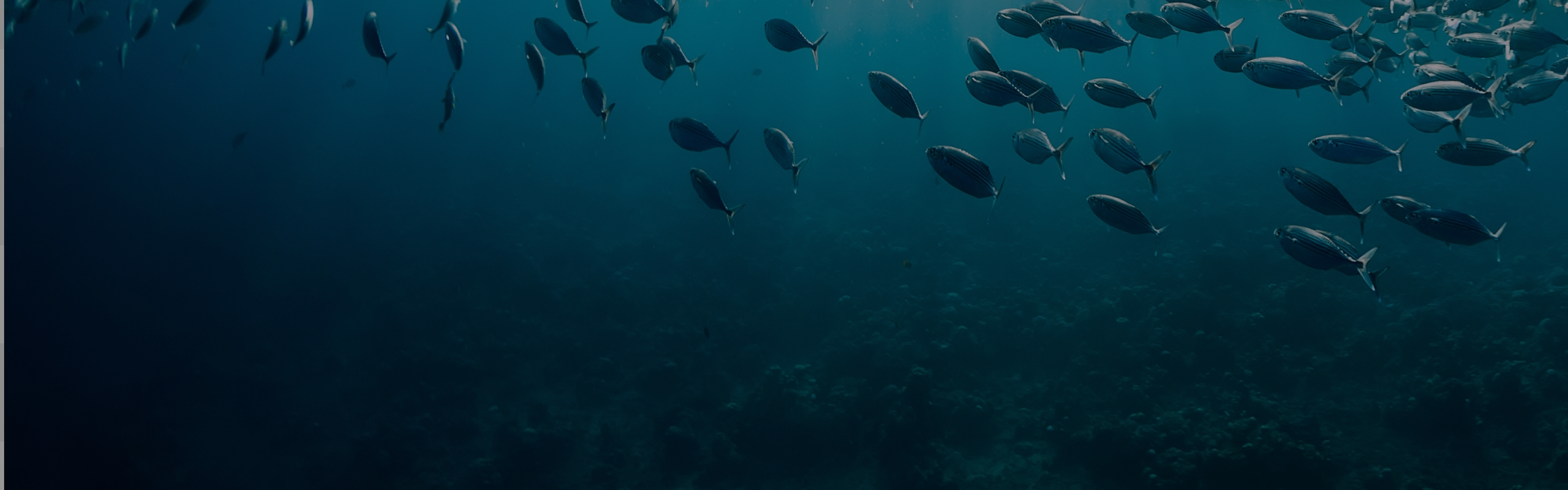 A large school of fish swims in deep blue ocean waters, with sunlight filtering through, creating a serene underwater scene.