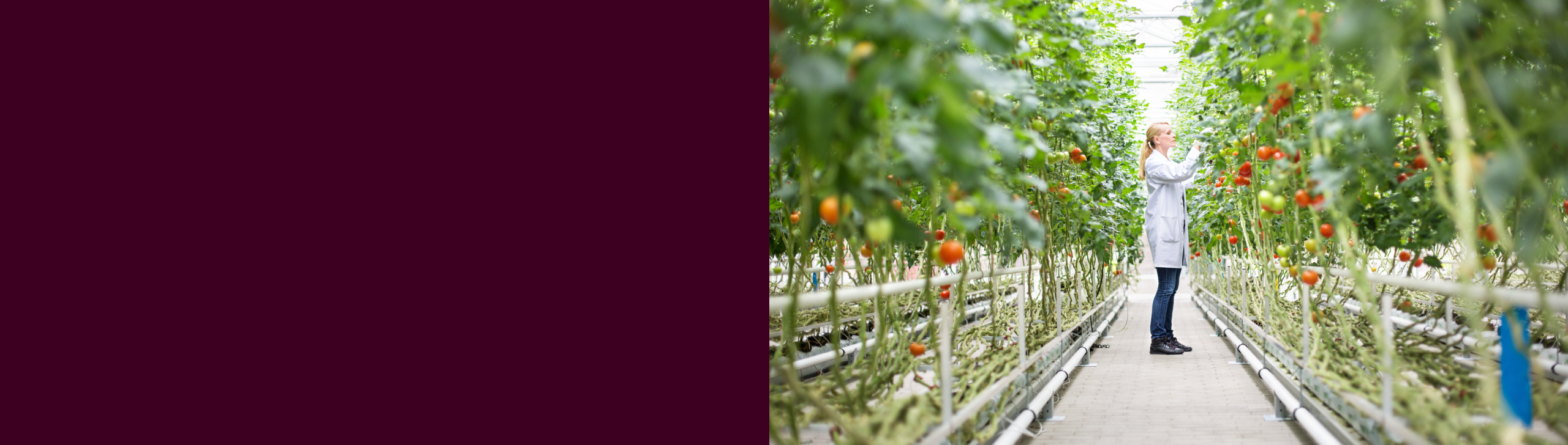 A person in a white coat examines tomato plants in a bright greenhouse.