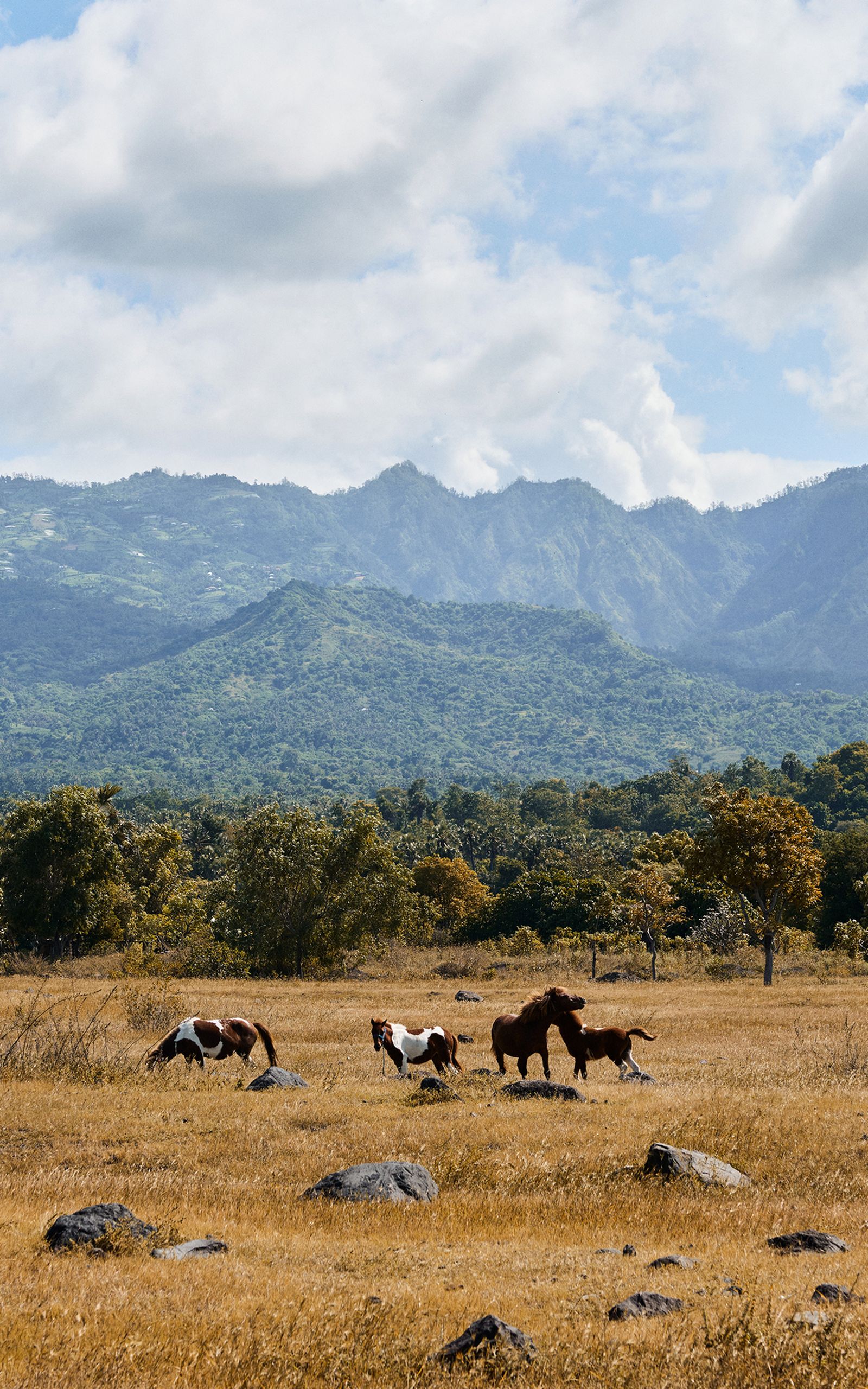 Horses grazing in a golden field with a backdrop of lush green mountains and a partly cloudy sky.