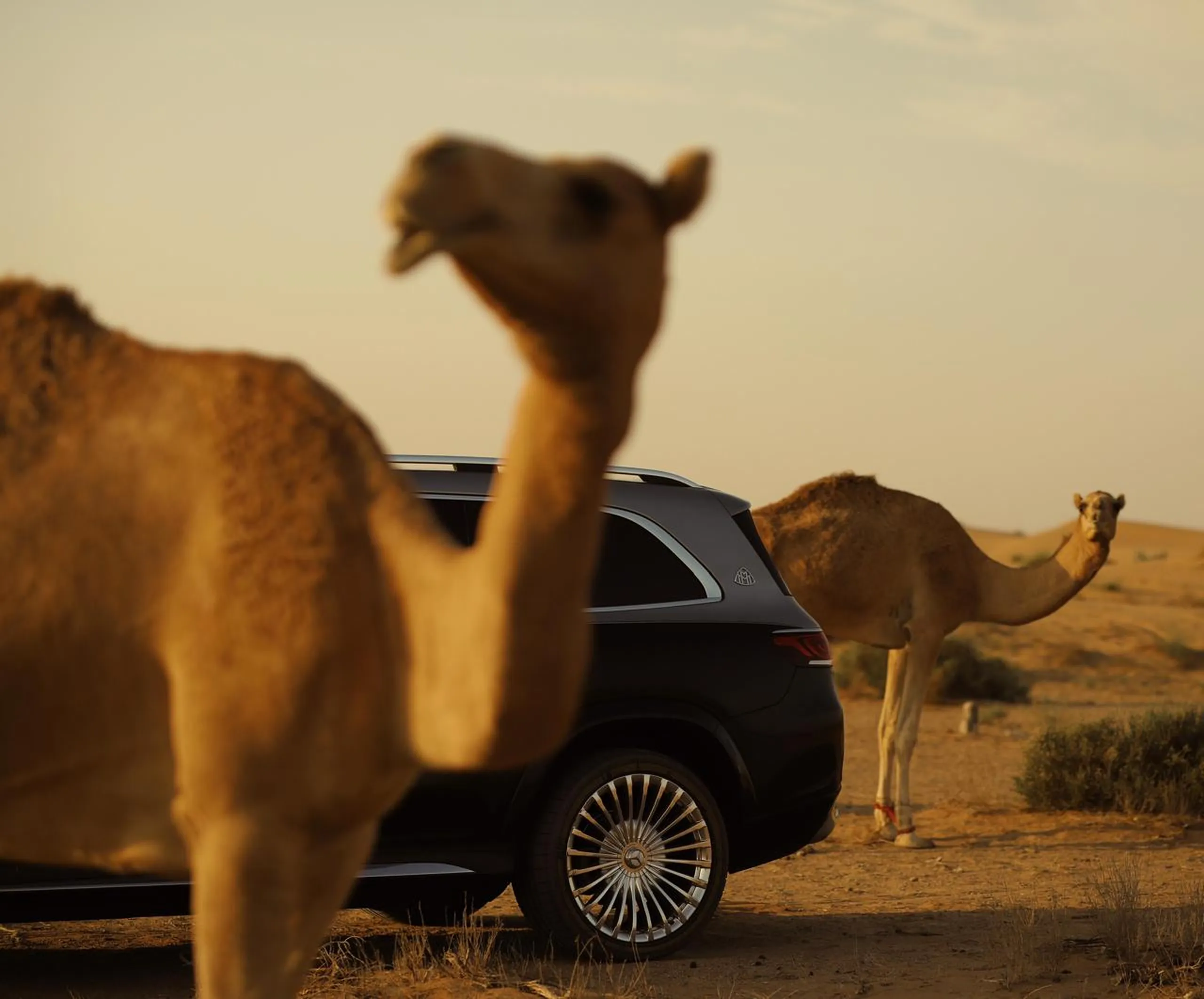 camel-standing-in-front-of-luxury-suv-in-desert