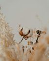 Bloemen herstel clinique rebelle