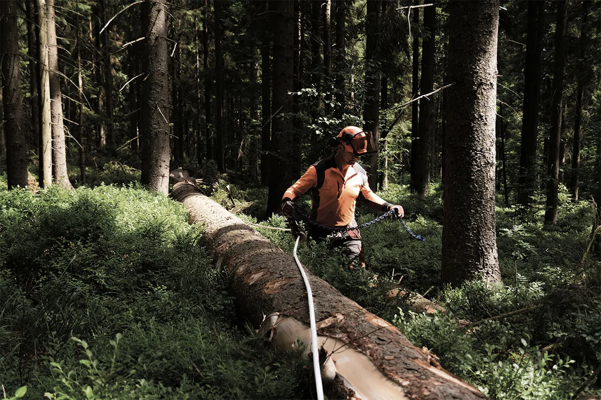 A person wearing protective gear, including a helmet and face shield, working with tools near a large fallen tree trunk in a densely wooded forest.