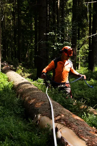 Forestry